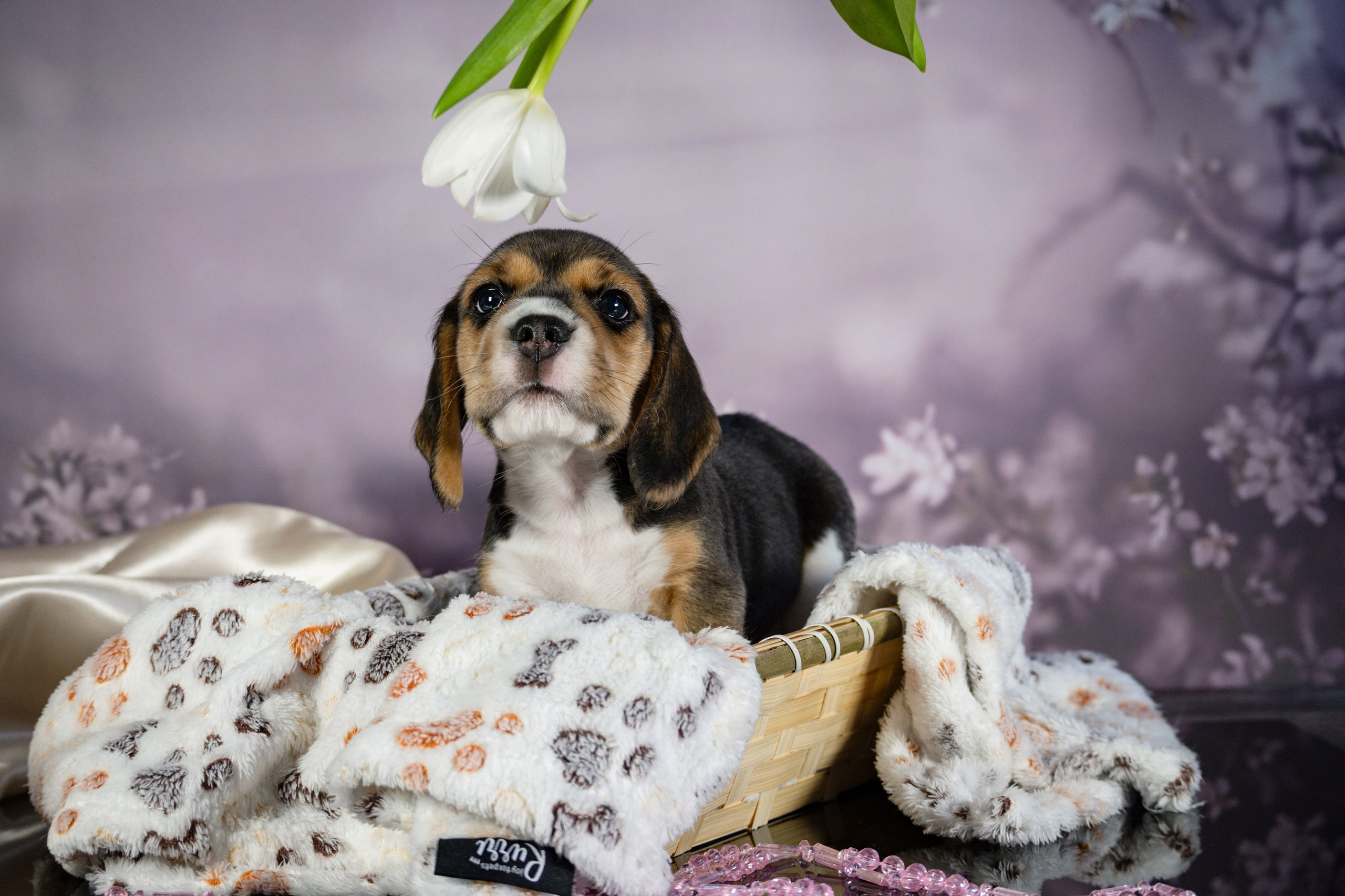 Фотосессия щенков бигля. Фотограф анималист в Санкт-Петербурге Таша Крейв