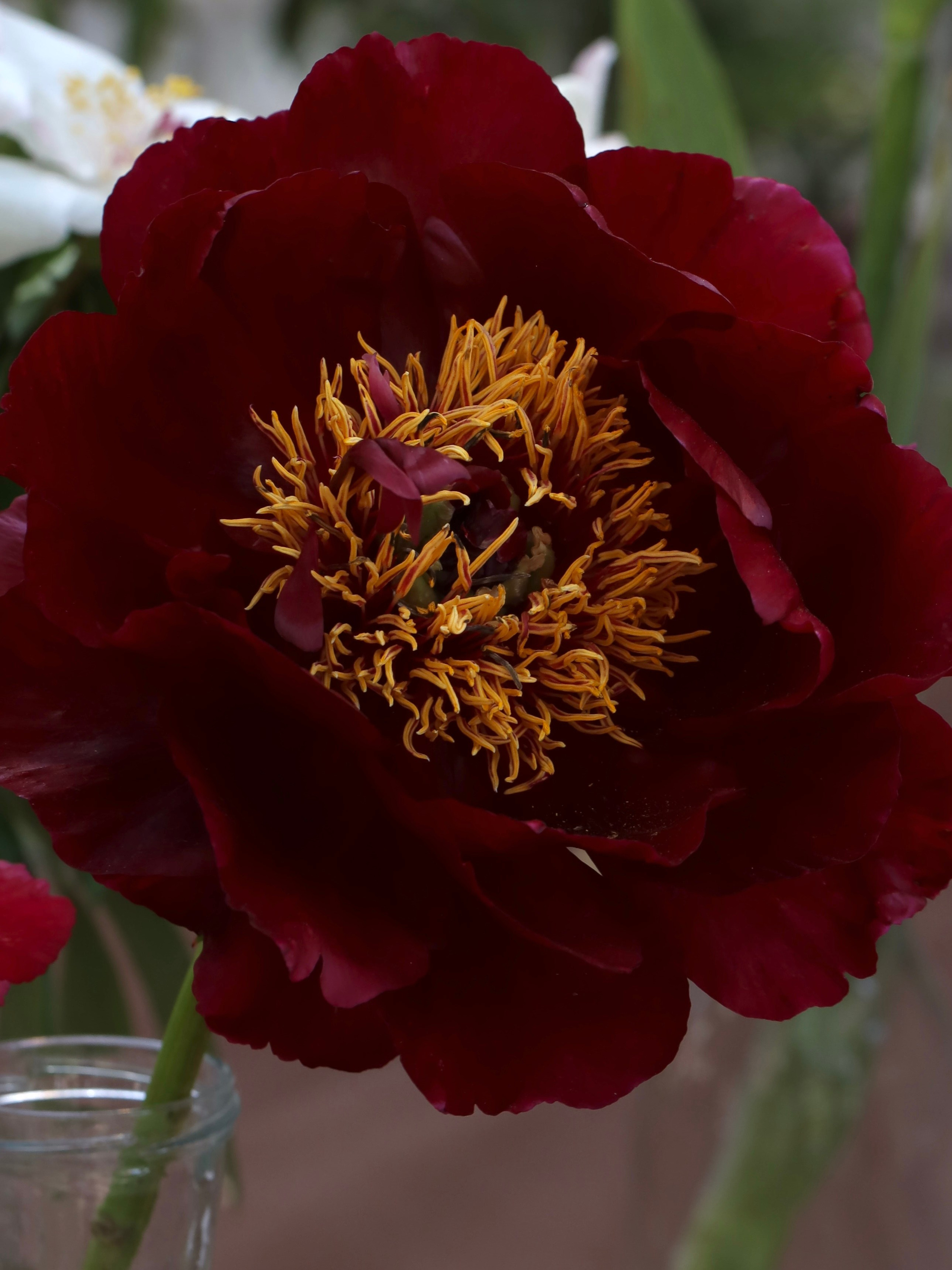 Фестиваль пионов и ирисов в Аптекарском огороде — июнь 2023. Фотосессии и репортаж — Фотограф в Москве — Рина Серёгина