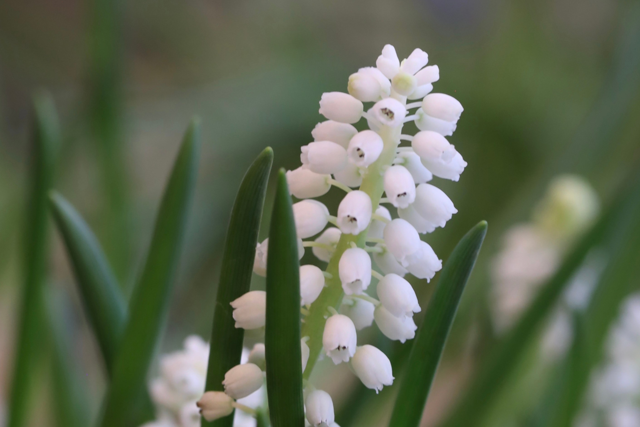 Весна в Царицынских оранжереях — март 2023