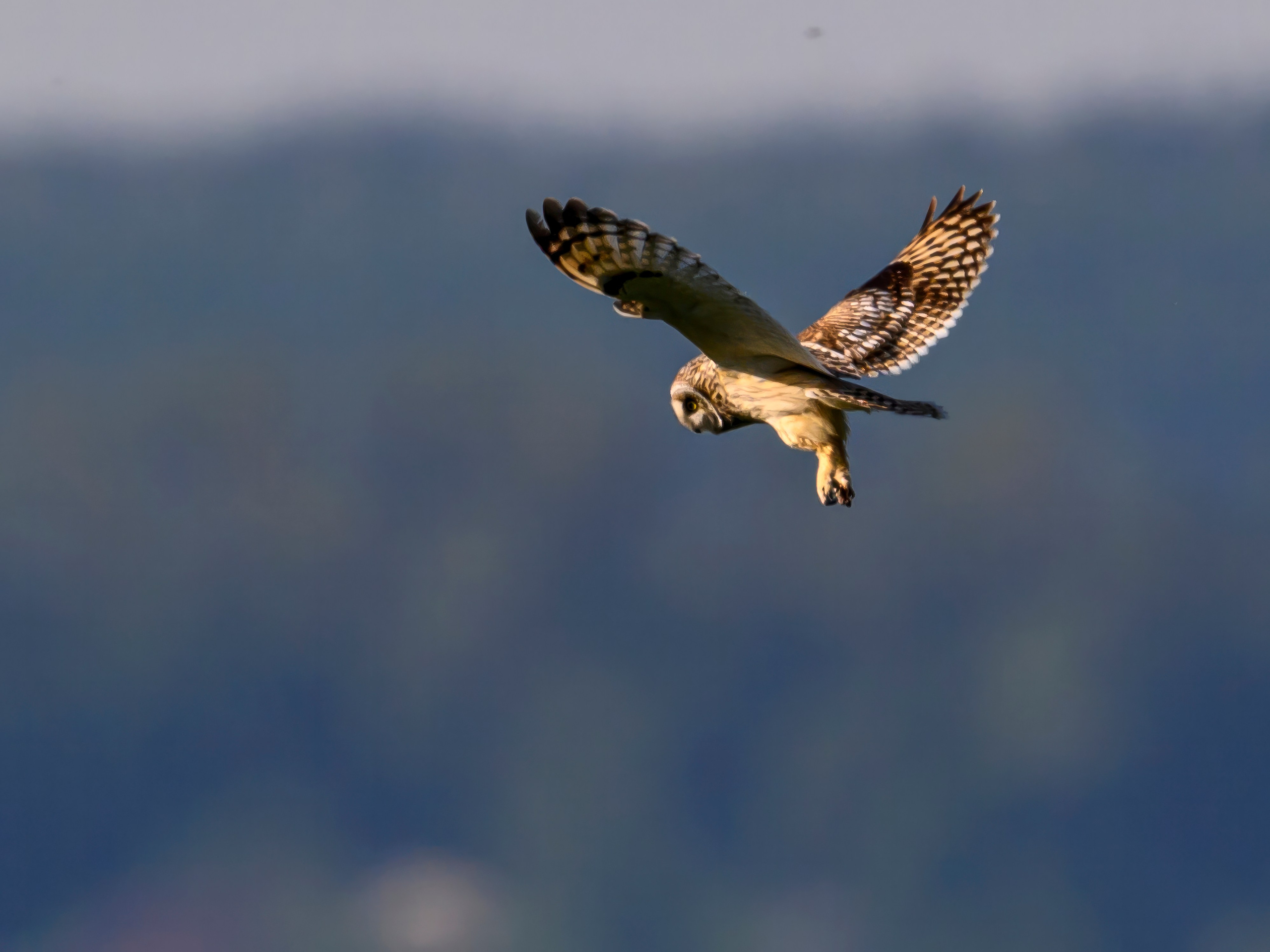Охота сов. Фотограф Сергей Пупонин