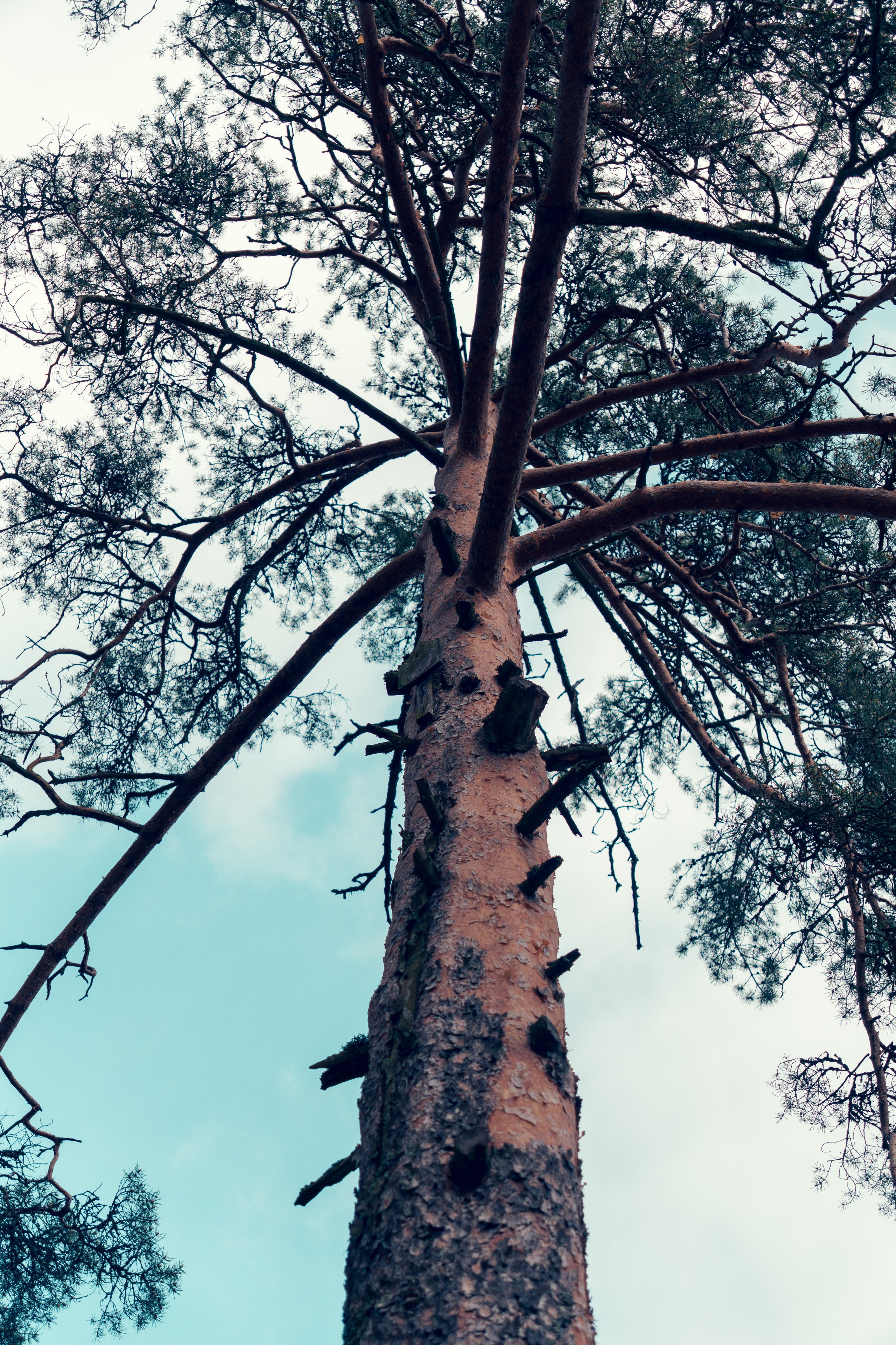 Природа. Фотограф в Санкт-Петербурге Ибрагимова Алина