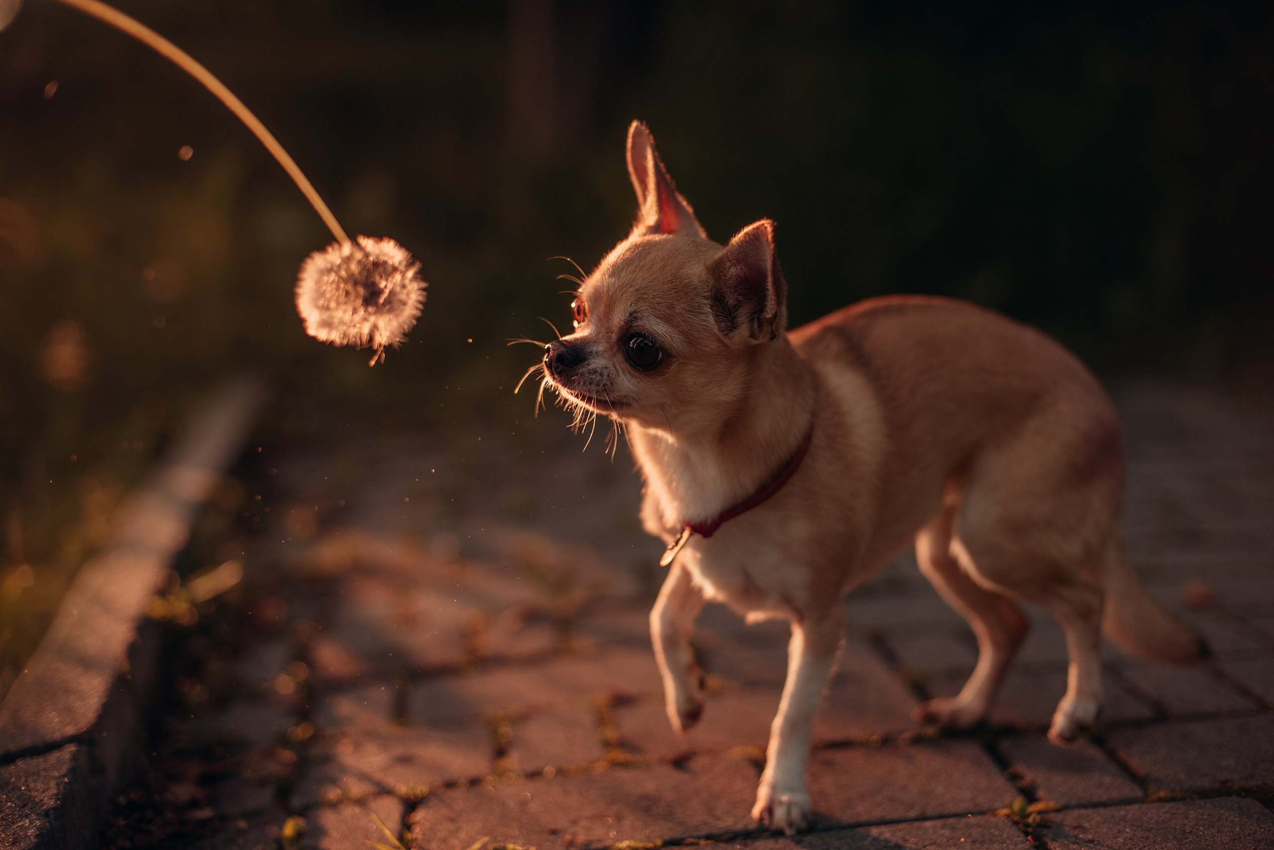 Прогулка: чихуахуа Хенни и Алина во Владивостоке. Портфолио