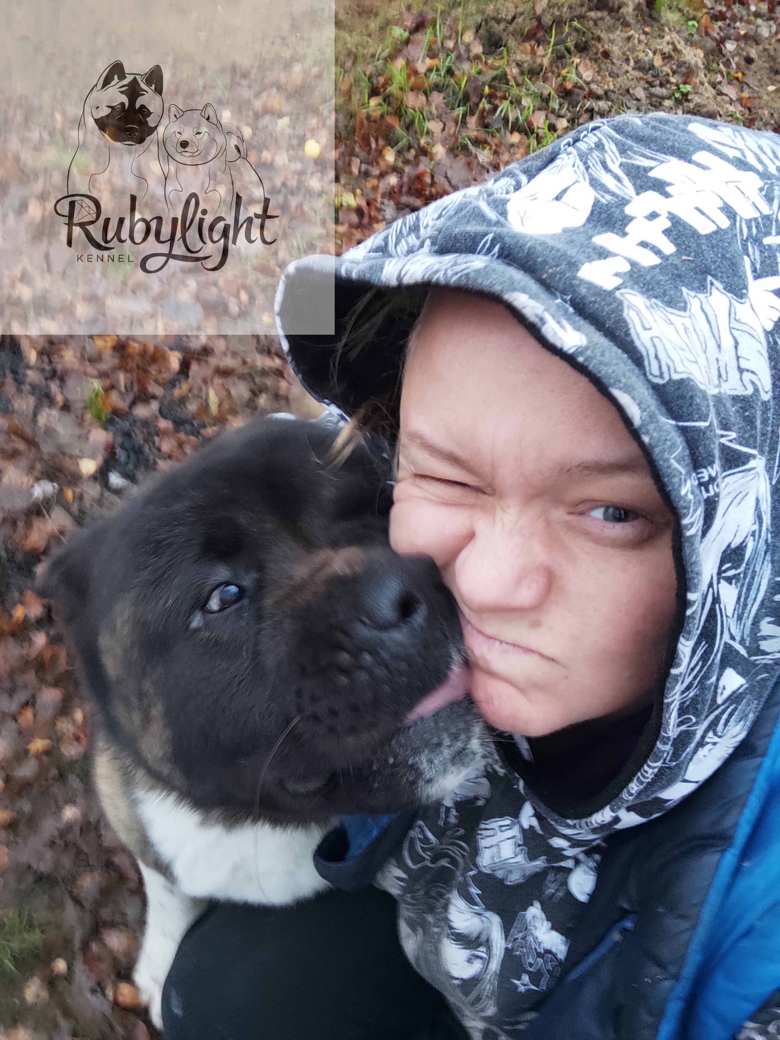 Triumf Sibiri Sting Shape of my Heart * Сэм   Американская Акита кобель питомник RUBYLIGHT Санкт-Петербург