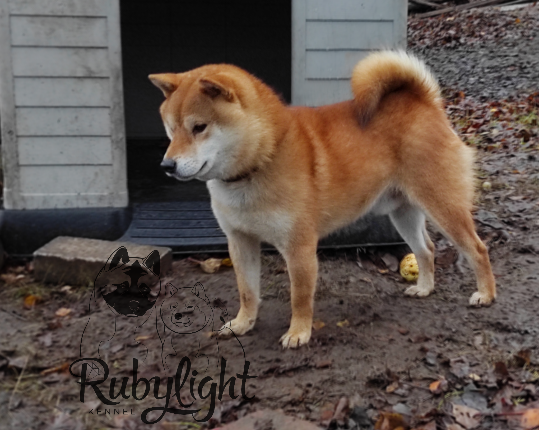 Кобель для вязки сиба Санкт-Петербург питомник Рубилайт Rubylight Тор * Exceligmos Victor