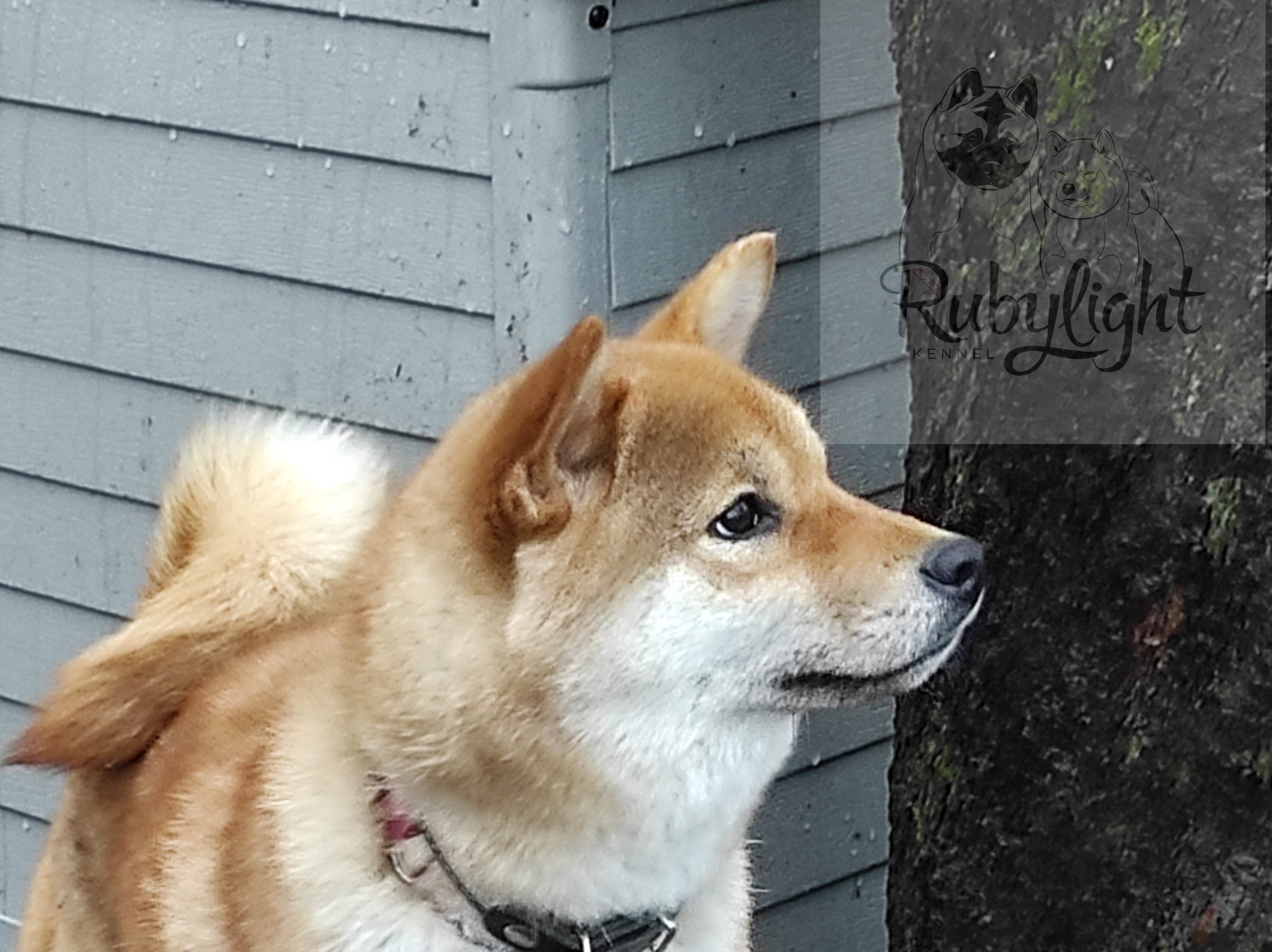 Питомник Рубилайт Сиба Эми* Exceligmos Zaffiro Verde