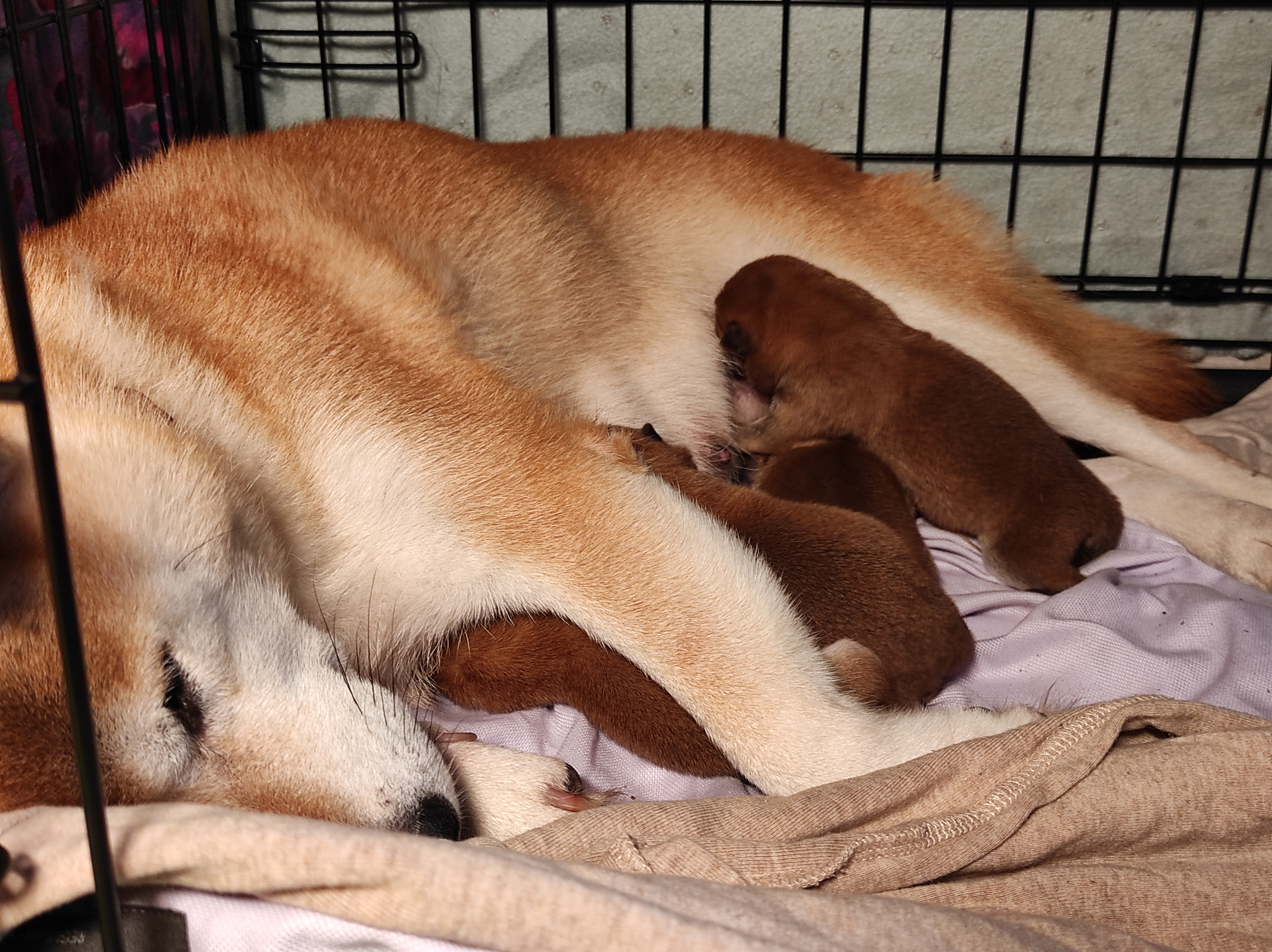 Щенки сиба-ину, сиба , шиба , Отец: Тор * Exceligmos Victor Мать: TRIUMF SIBIRI AKIKO CHIKAKO, Санкт-Петербург, RUBYLIGHT kennel