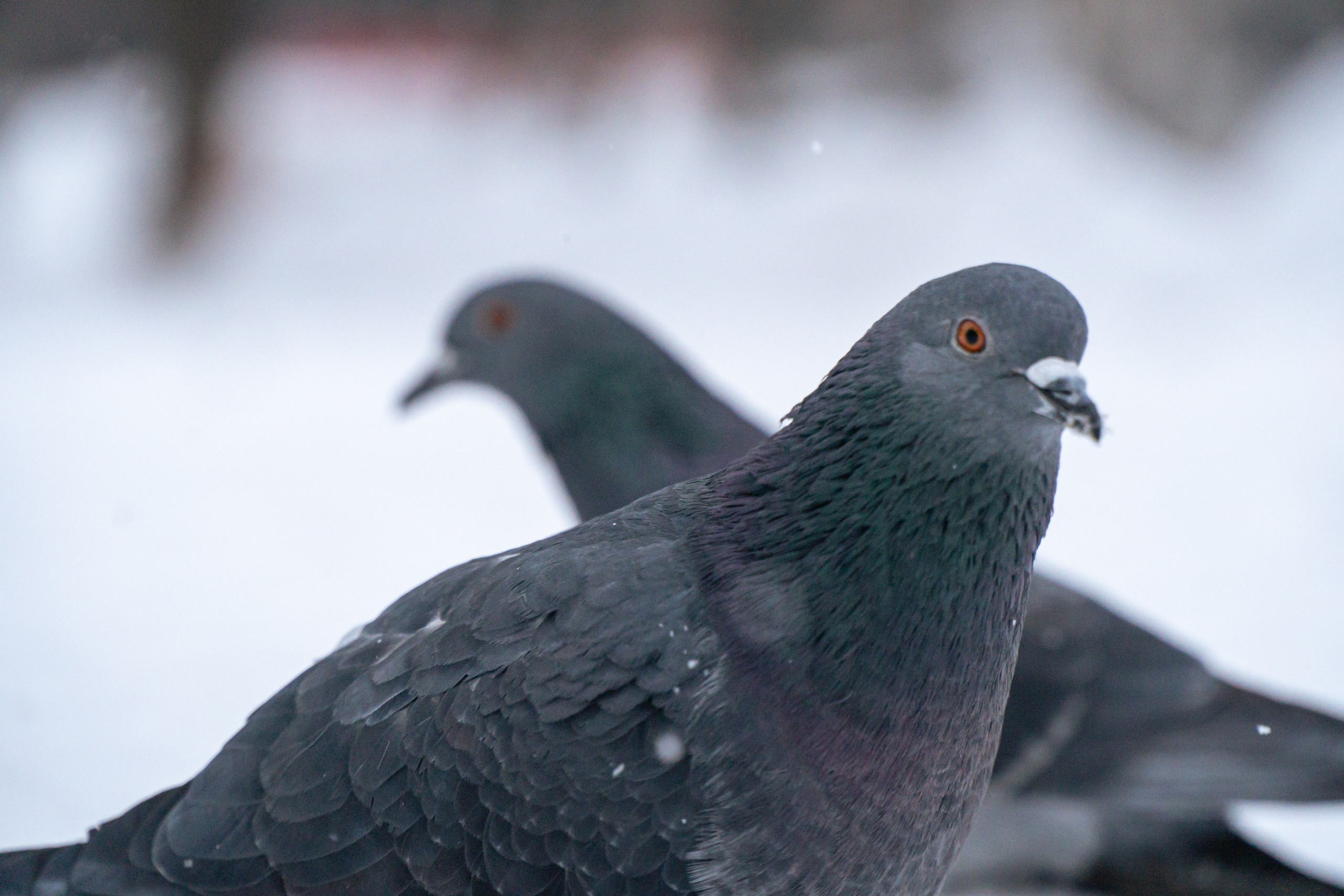 5 вёрст Наташинский 14 декабря 2024. Роман Капилюшов. Бег. Фото. Видео. г. Люберцы