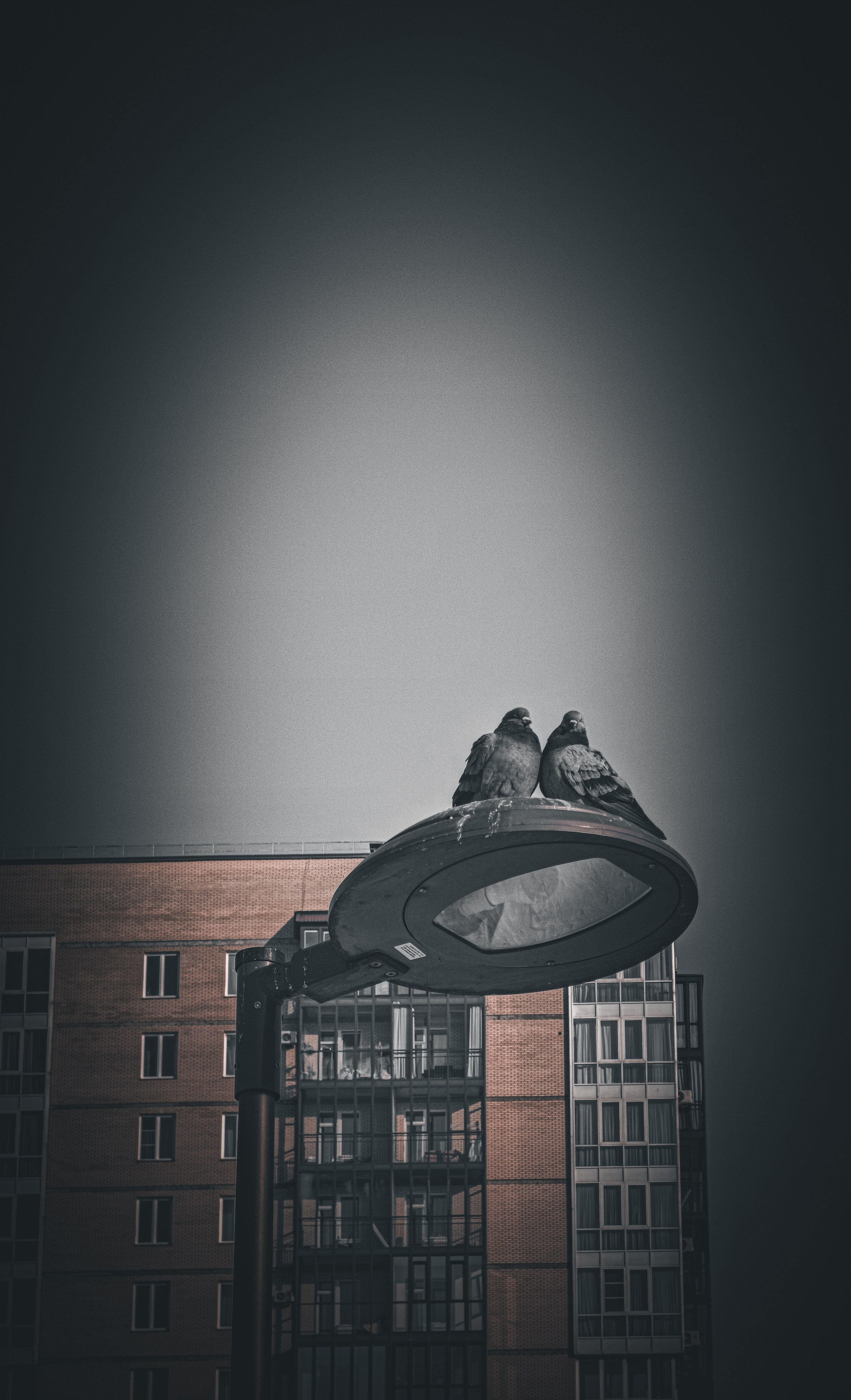 Birds. Игорь Урывский. Фотограф Красноярск