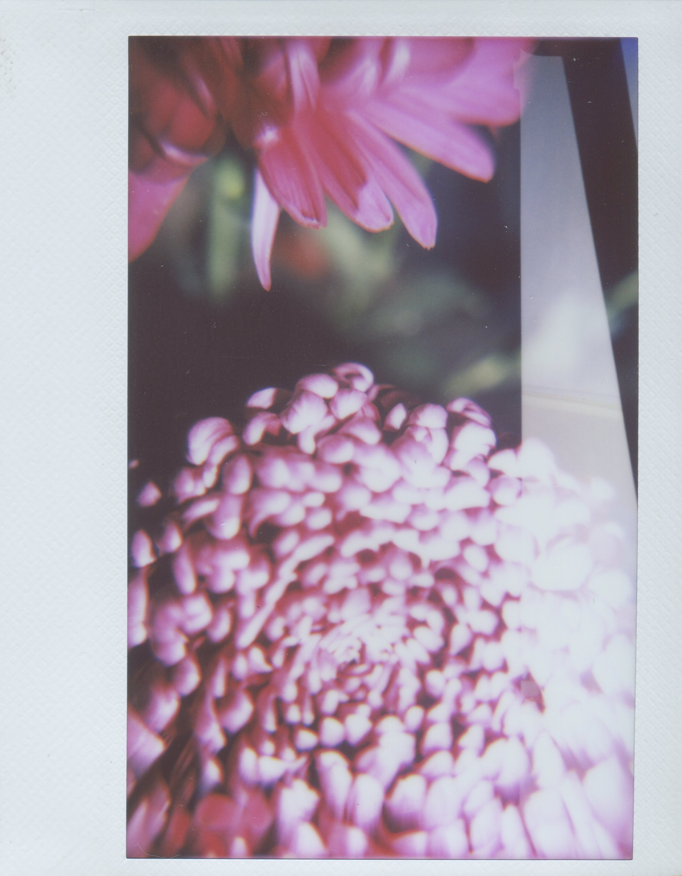 Инстакс. Миша Печёнкин | фотография