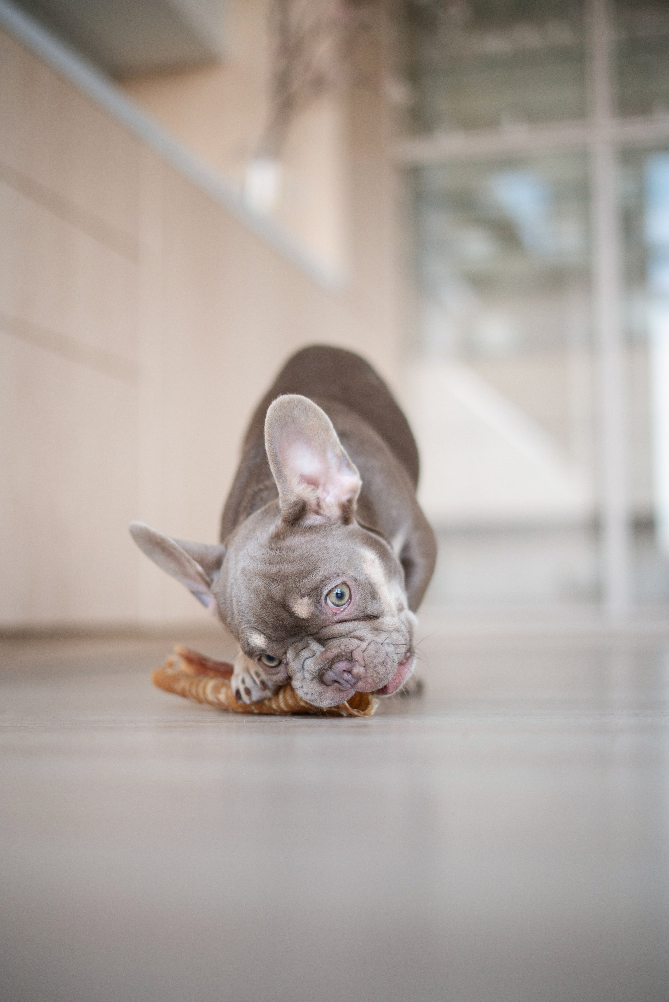 Лакомства Woofa. Фотограф анималист Осипчикова Мария