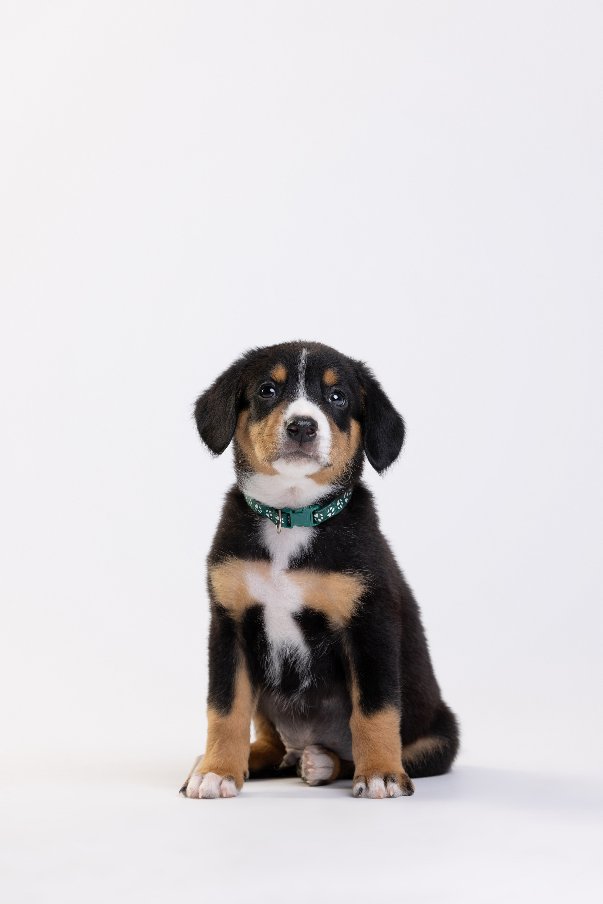 Энтлебухеры. Фотограф анималист Осипчикова Мария