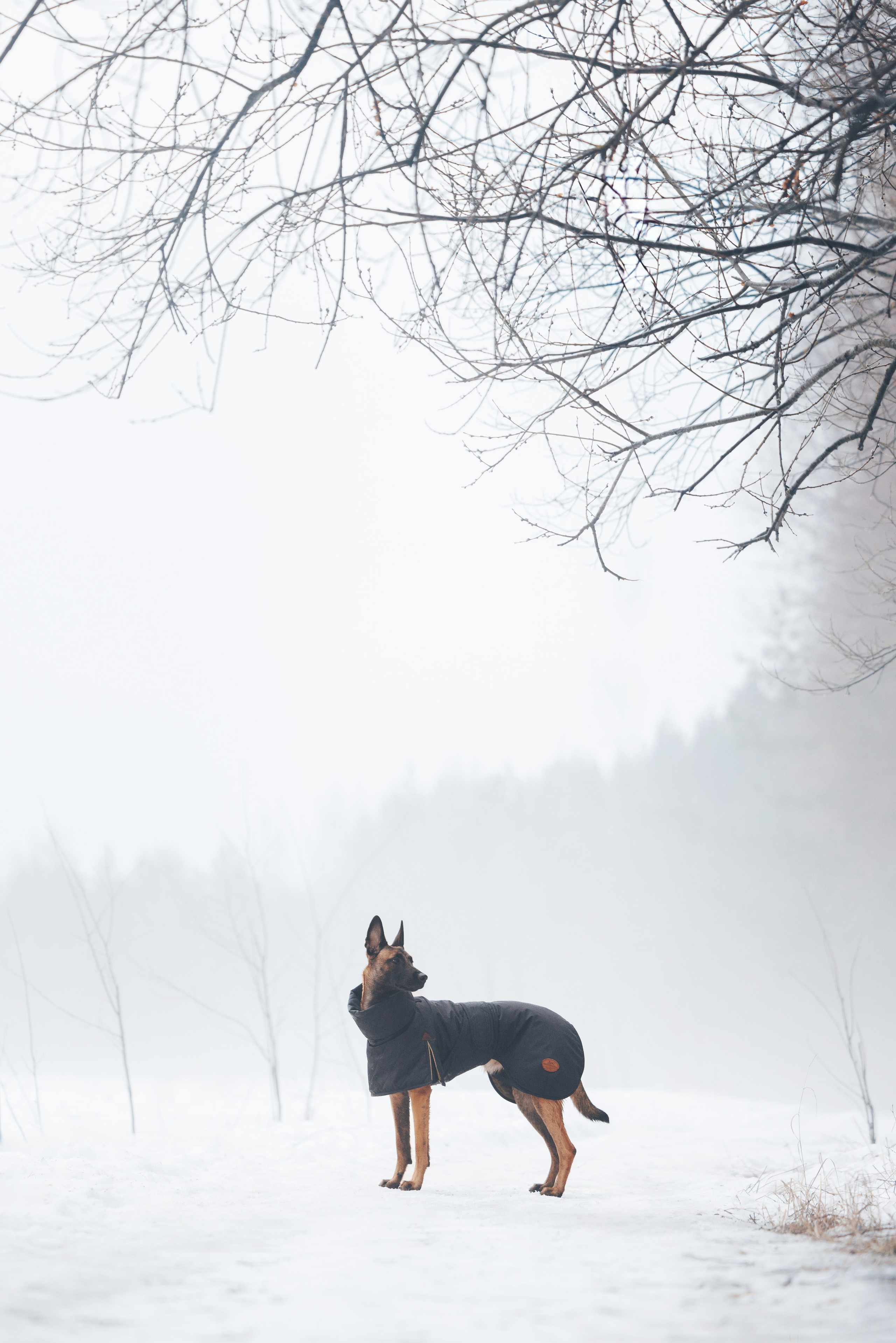 Одежда для собак Bravehound. Фотограф анималист Осипчикова Мария