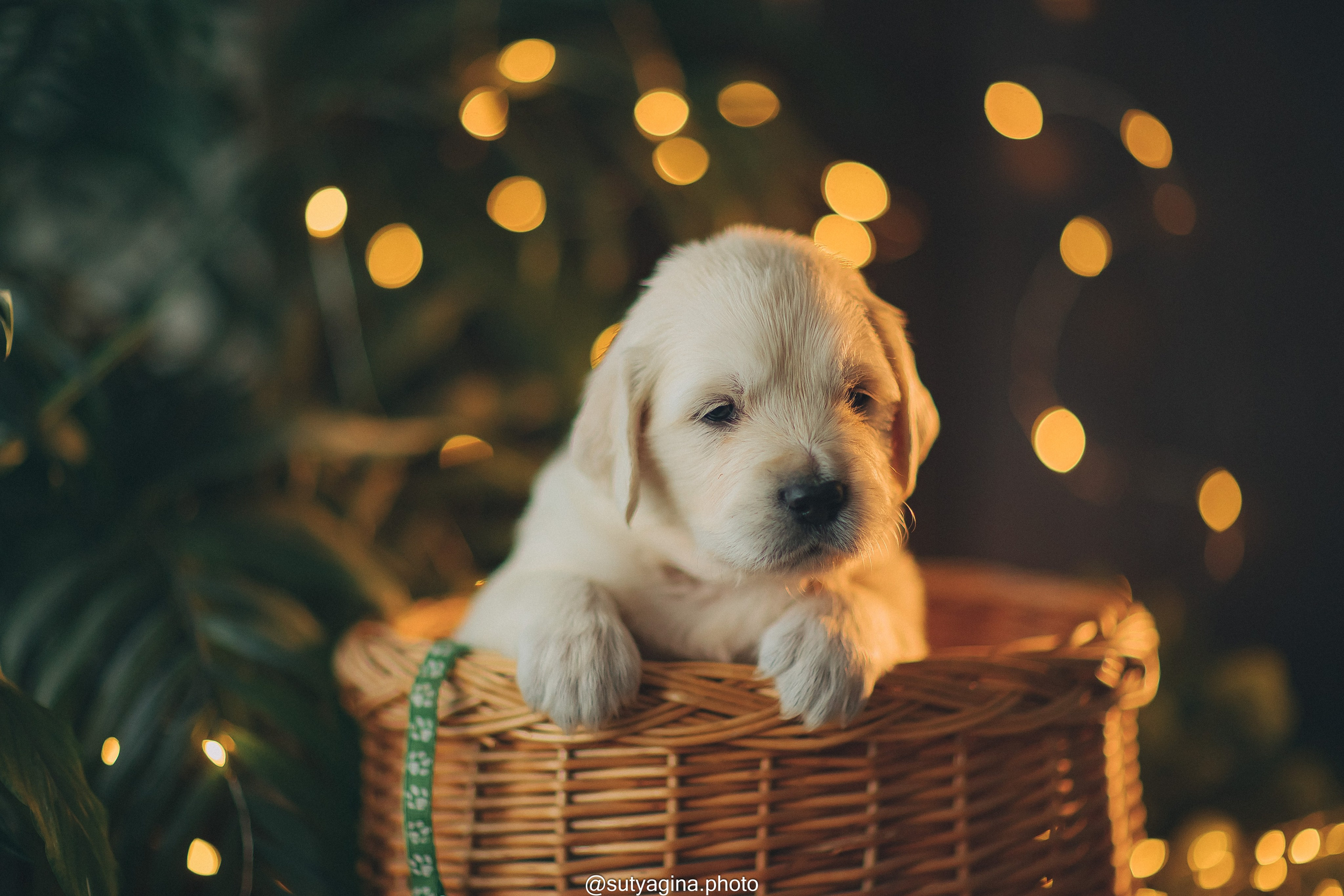 Зеленая лента. Свадебный и женский фотограф