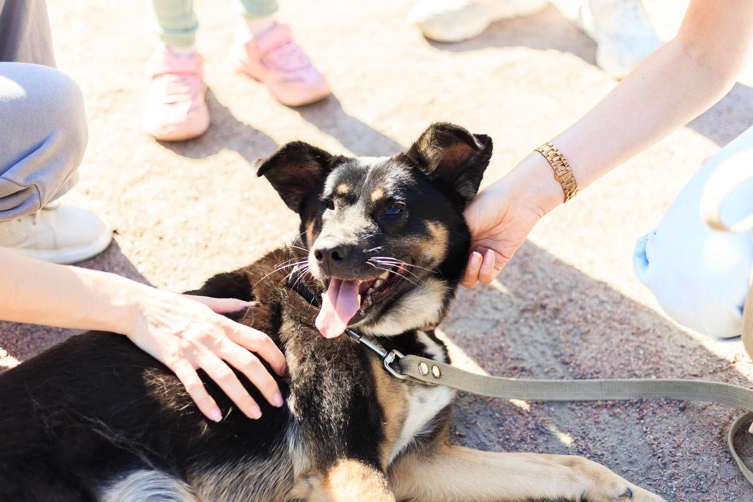 Petshop Забота. Фотограф в Санкт-Петербурге Чумаков Семен