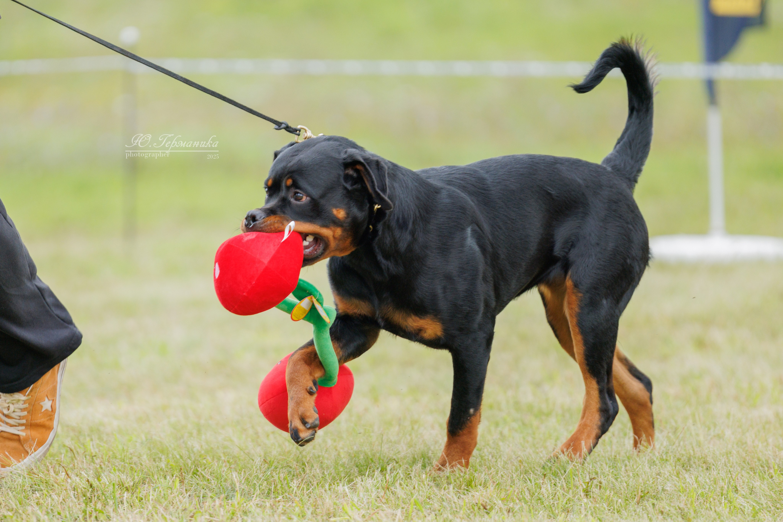 Рязань 2хмоно ротвейлеры 16-17.08.2025. Фотограф-анималист Юлия Германика