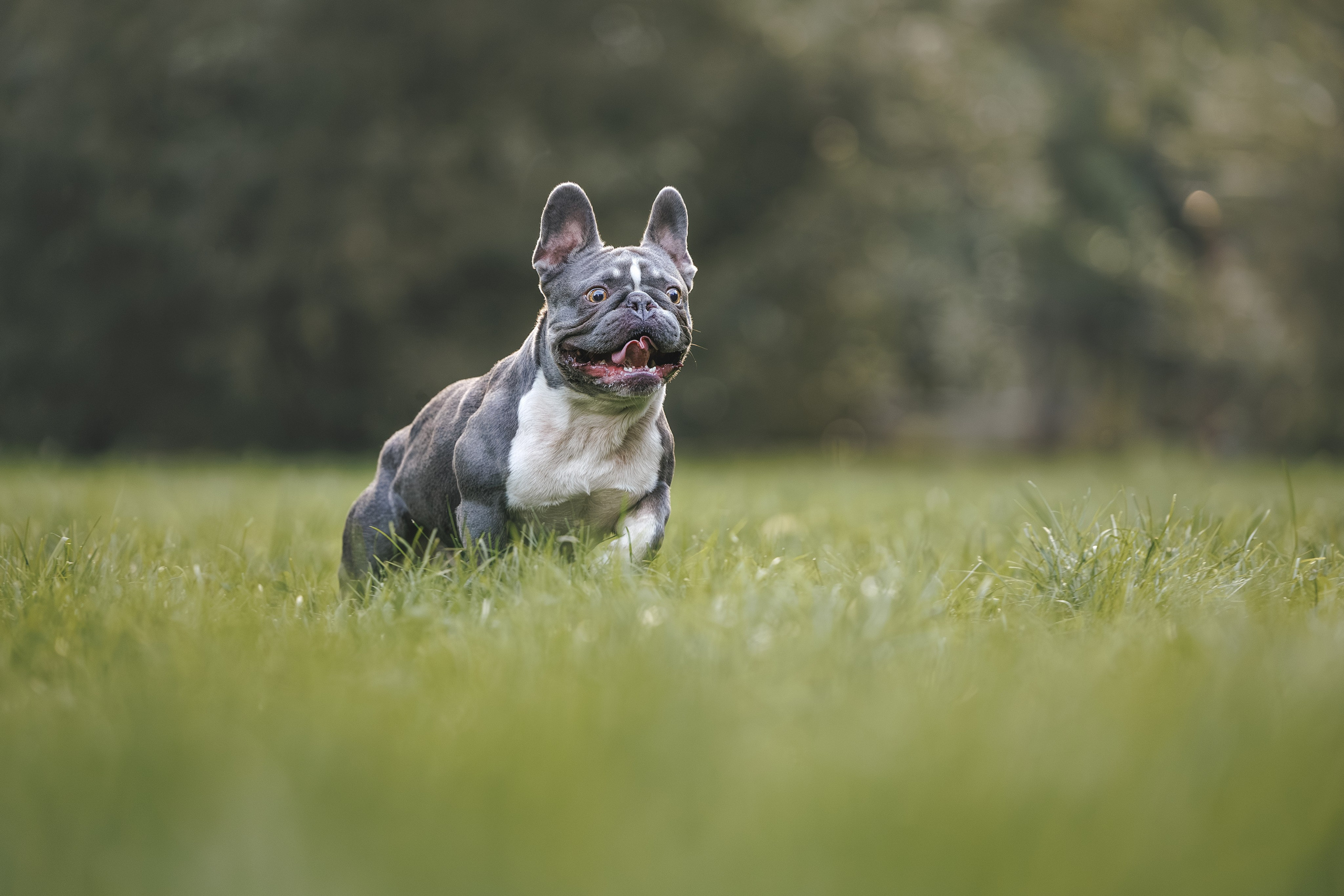 Французский Бульдог в Воронцовском парке (в обработке). Фотограф Анималист в Москве Анастасия Жучкова