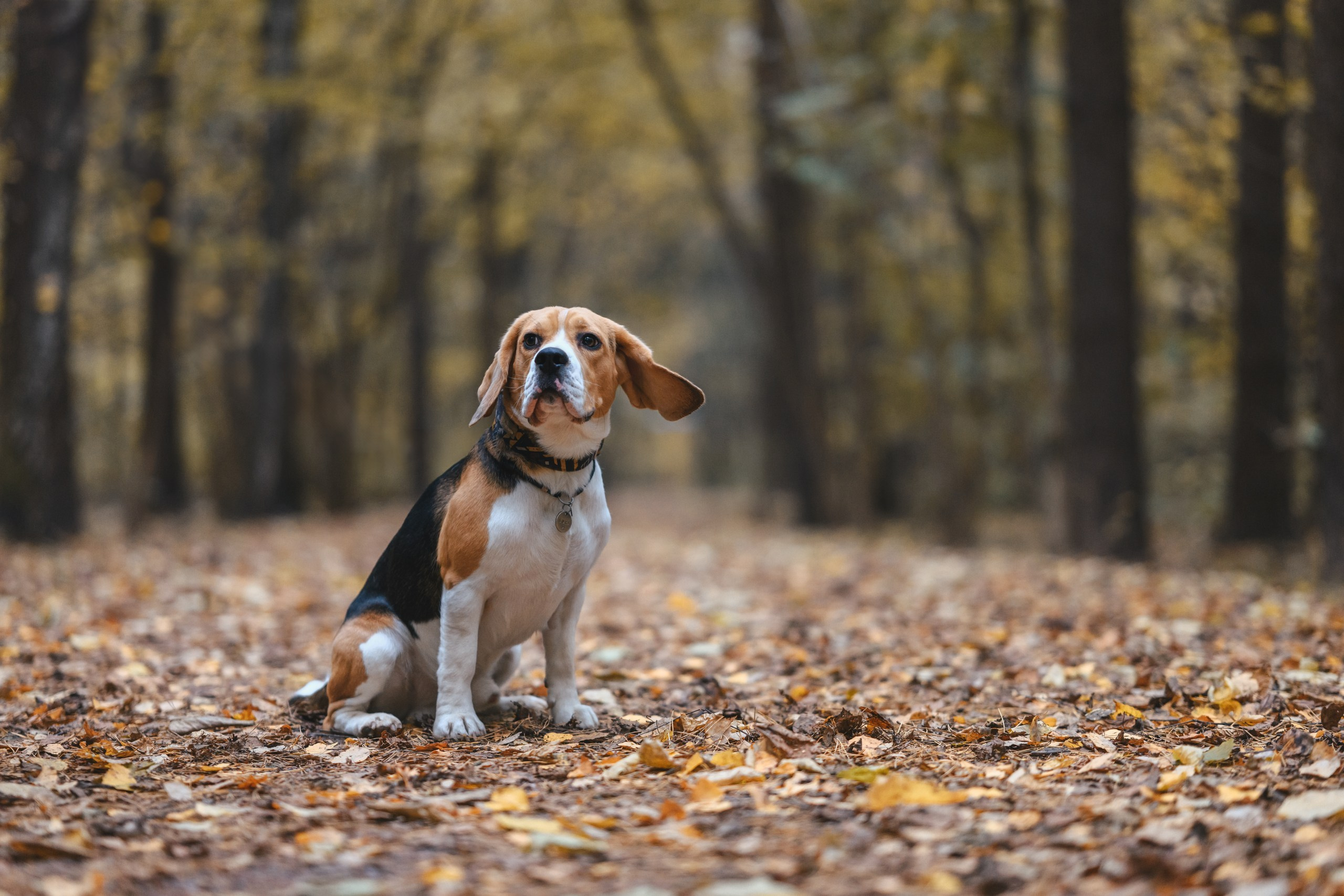 Наталья и Бока. Фотограф Анималист в Москве Анастасия Жучкова
