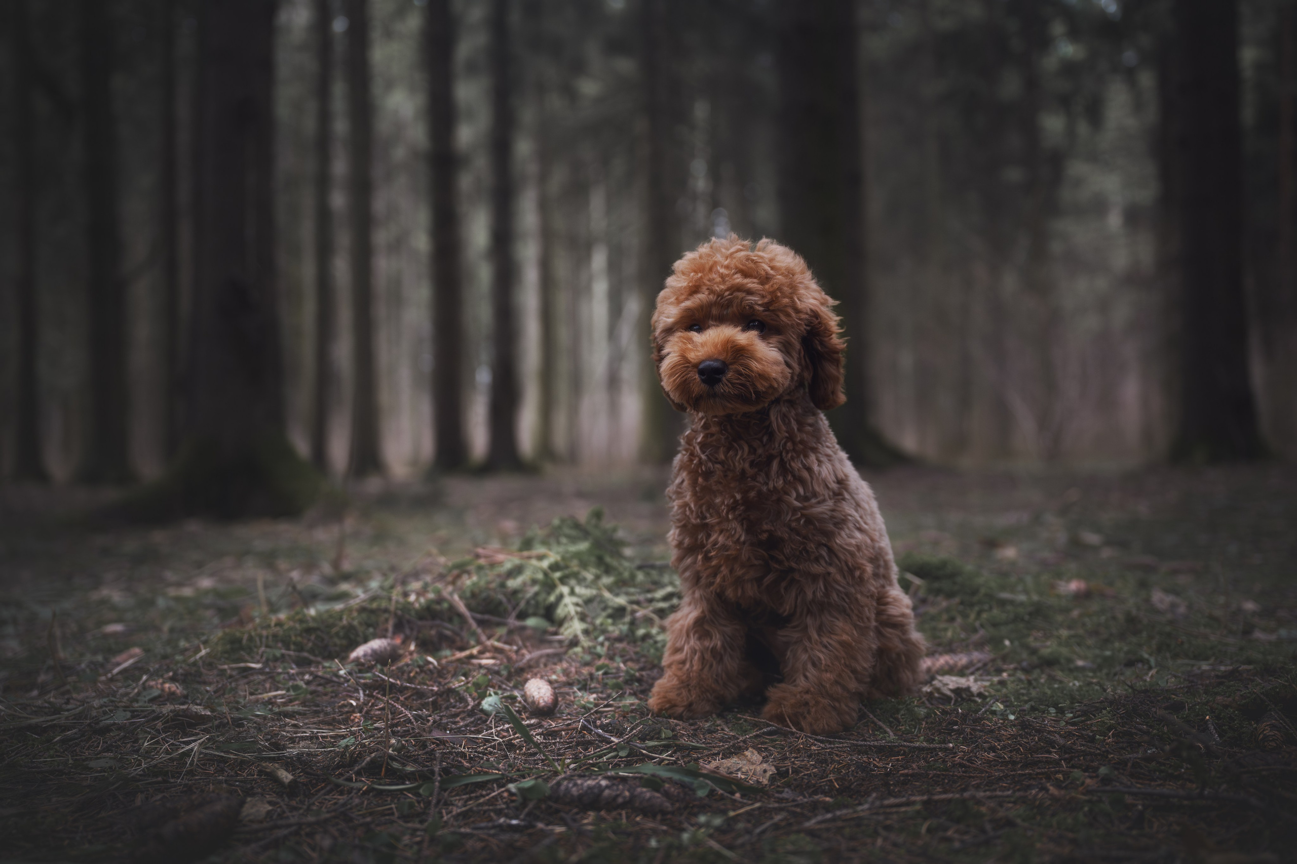 Пудель в лесу. Фотограф Анималист в Москве Анастасия Жучкова