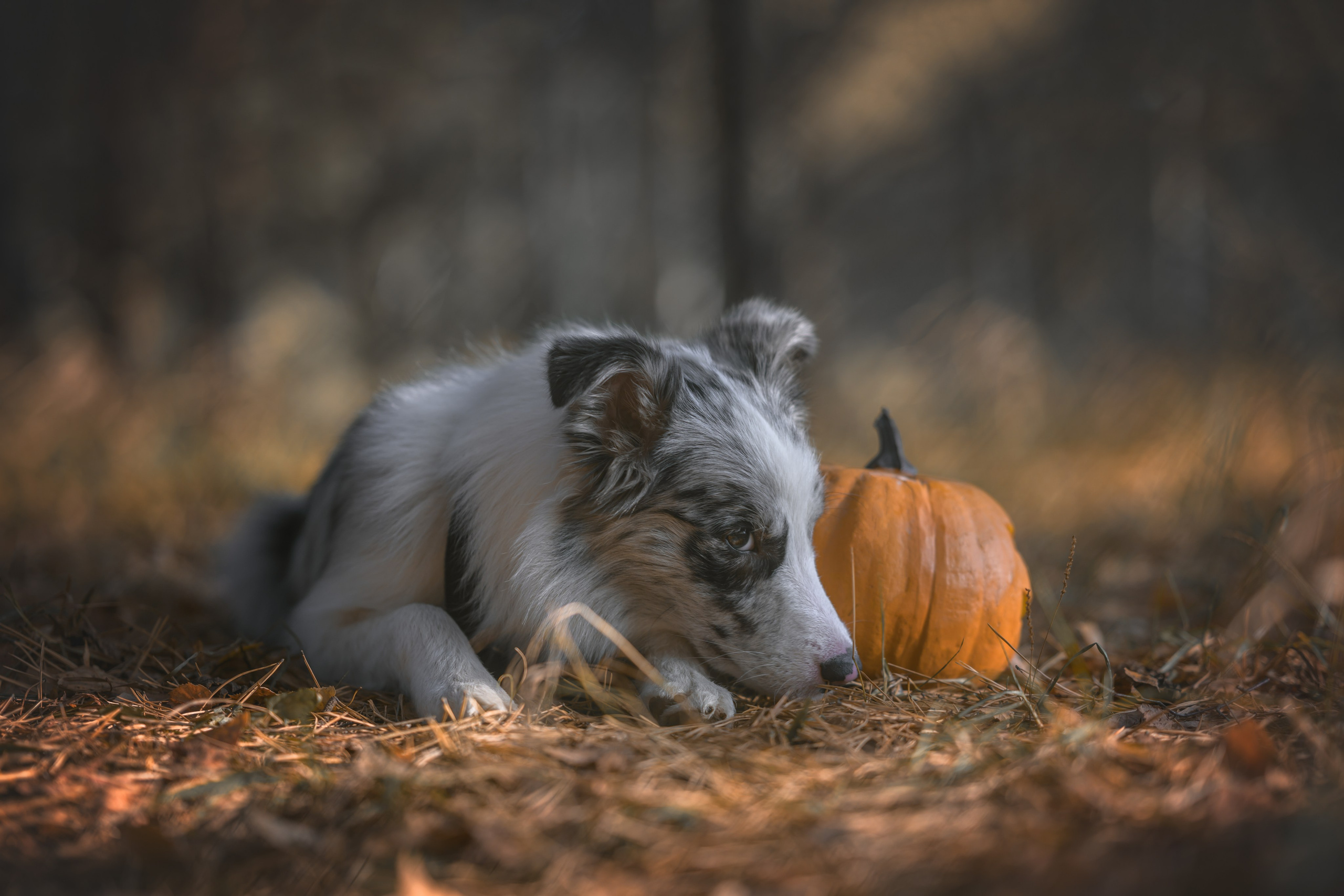 Хэллоуин. Фотограф Анималист в Москве Анастасия Жучкова