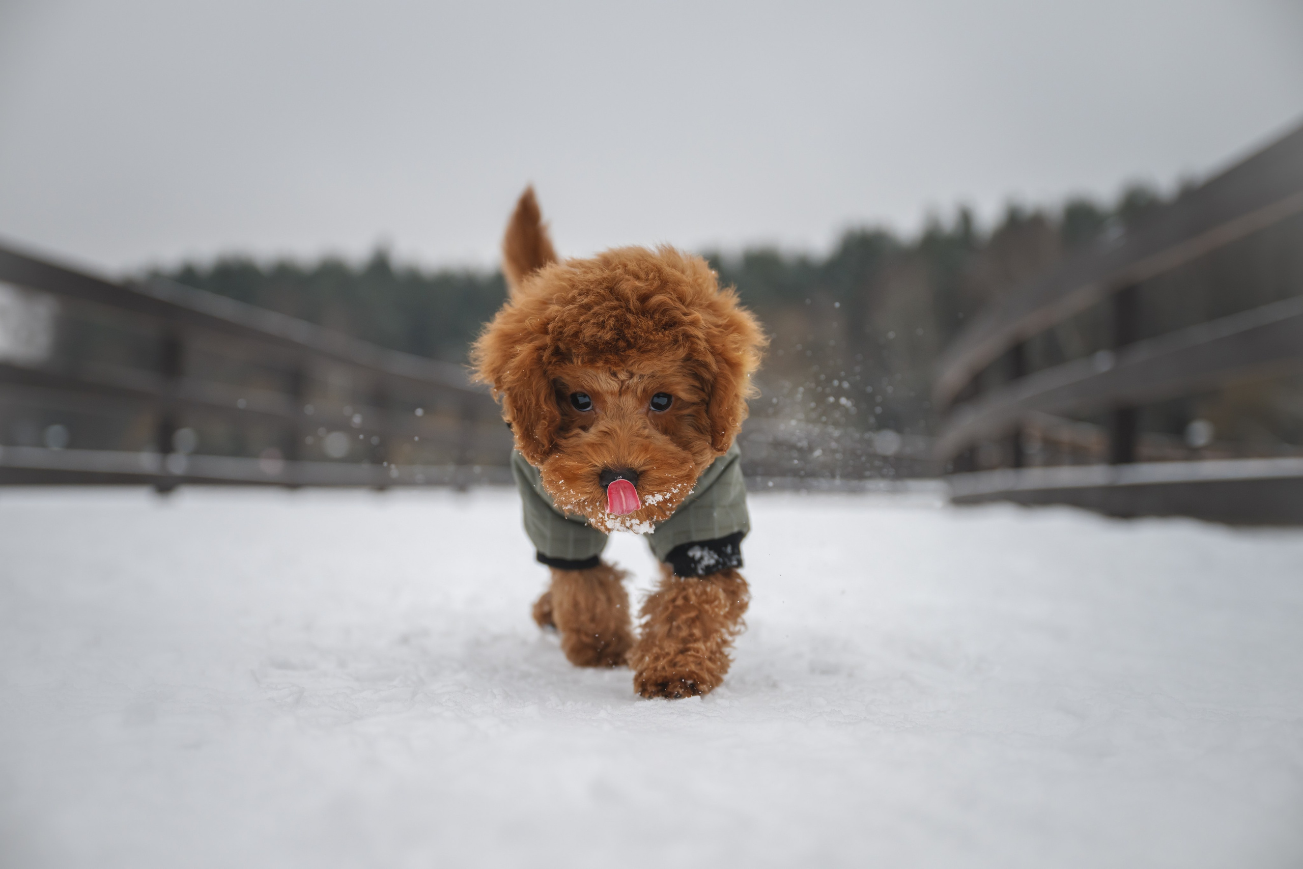 Щенок пуделя. Фотограф Анималист в Москве Анастасия Жучкова