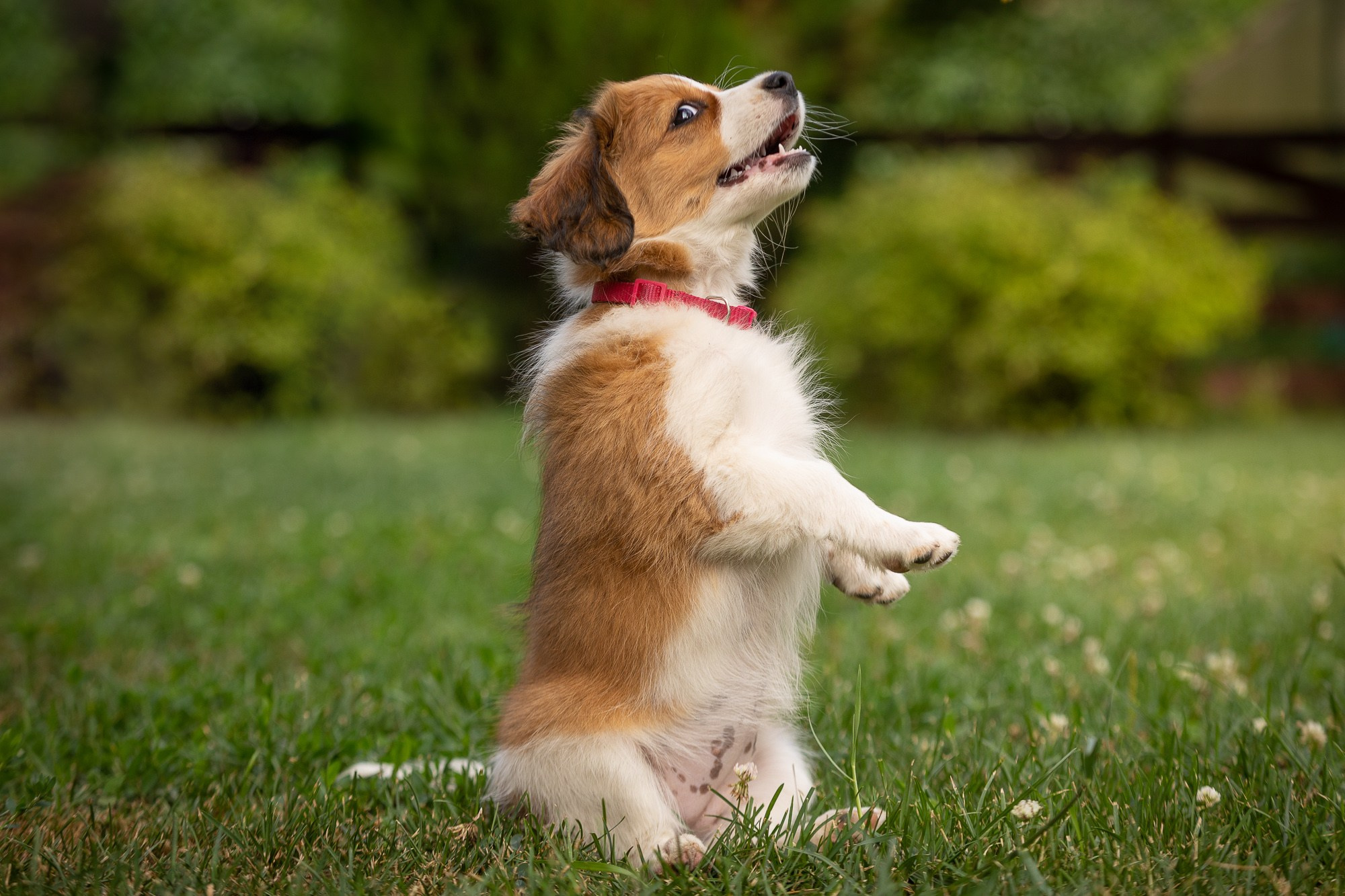 Фотосъёмки щенков. Фотограф-анималист Natalia Deingel | Фотосъемка собак в Москве