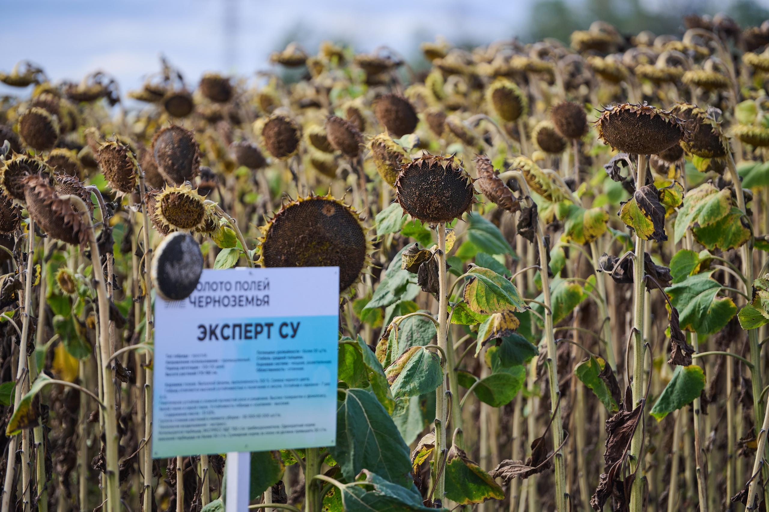 Самарский День поля 2025. Фотограф в Самаре