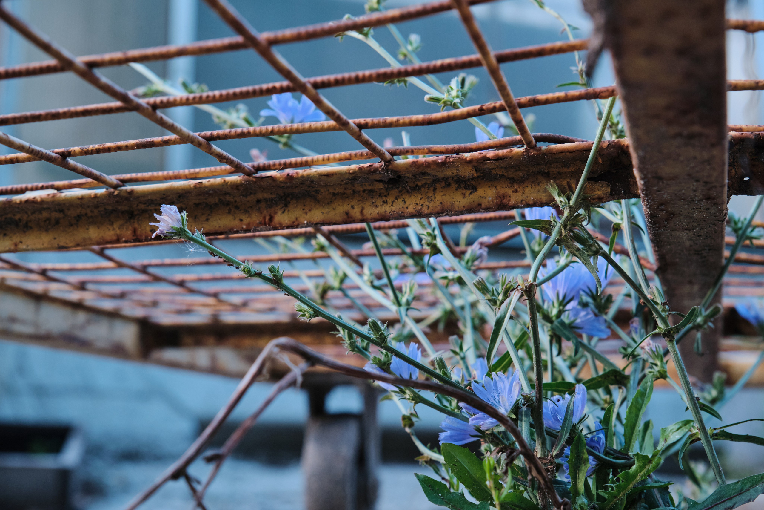 Академ-городок и ботанический сад. Goncharov Tim