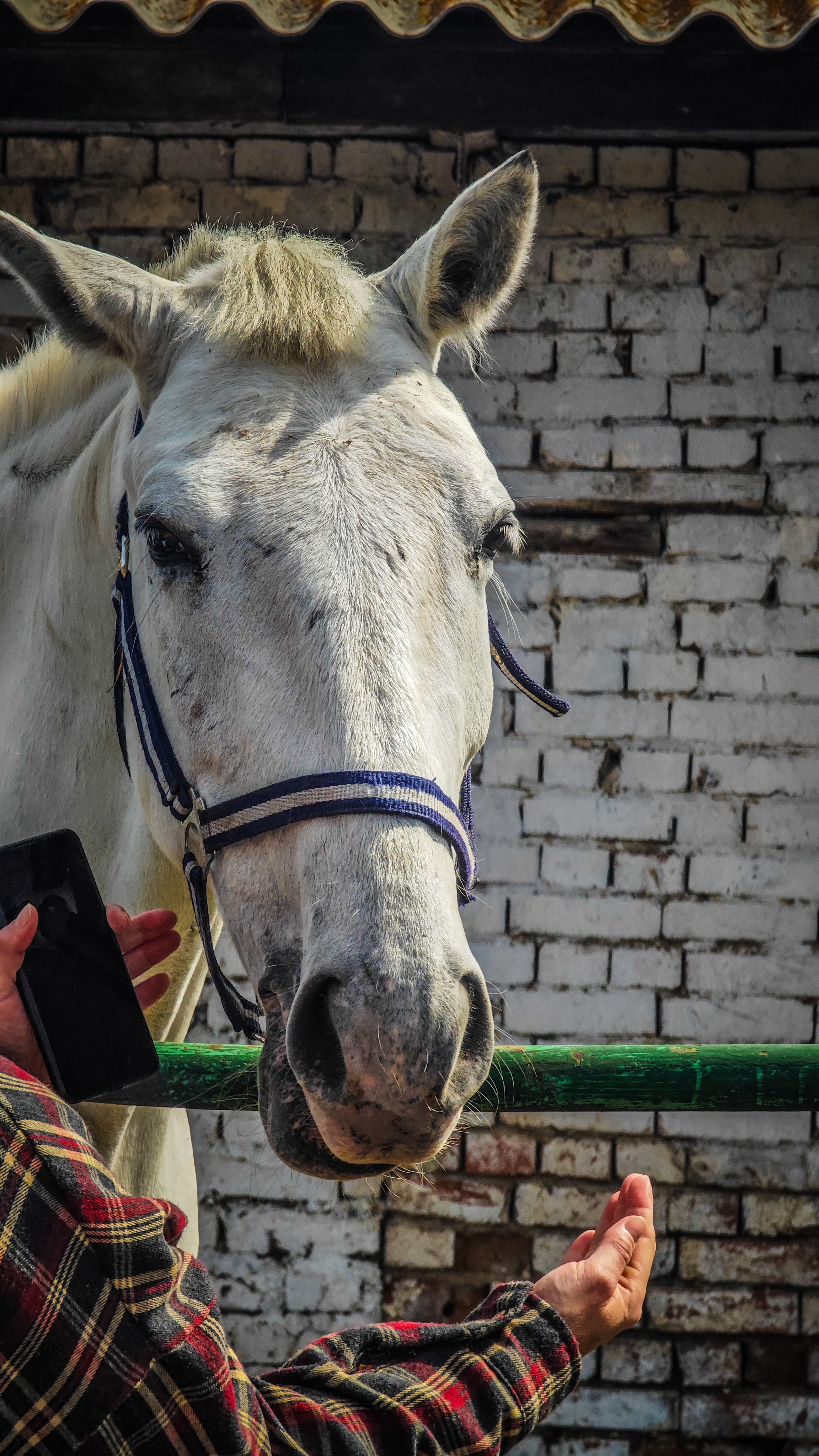 Красноярский ипподром. Открытие сезона 2025. Игорь Урывский. Фотограф Красноярск