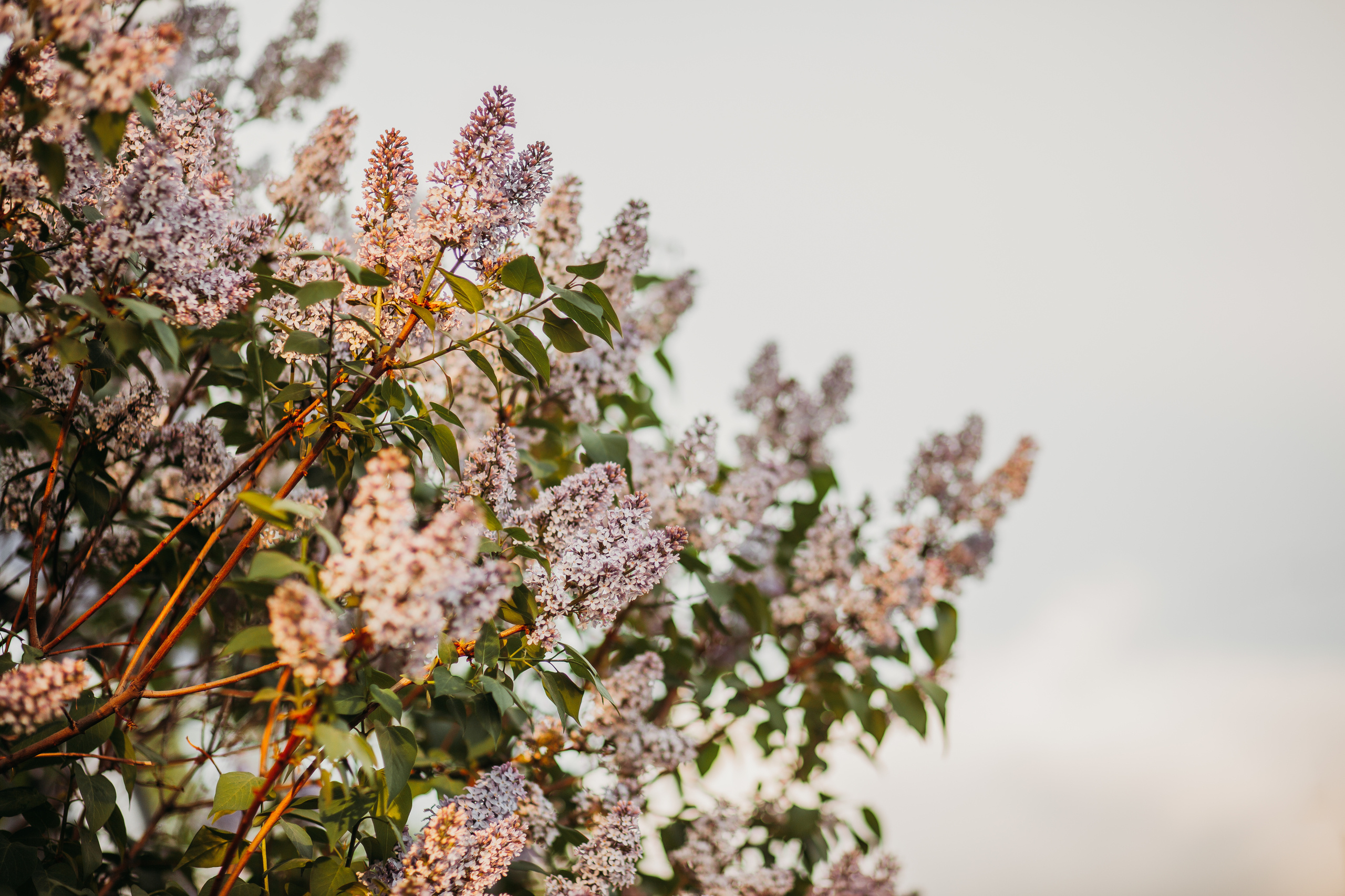В ожидании. Фотограф Шелудкова Яна, город Тюмень