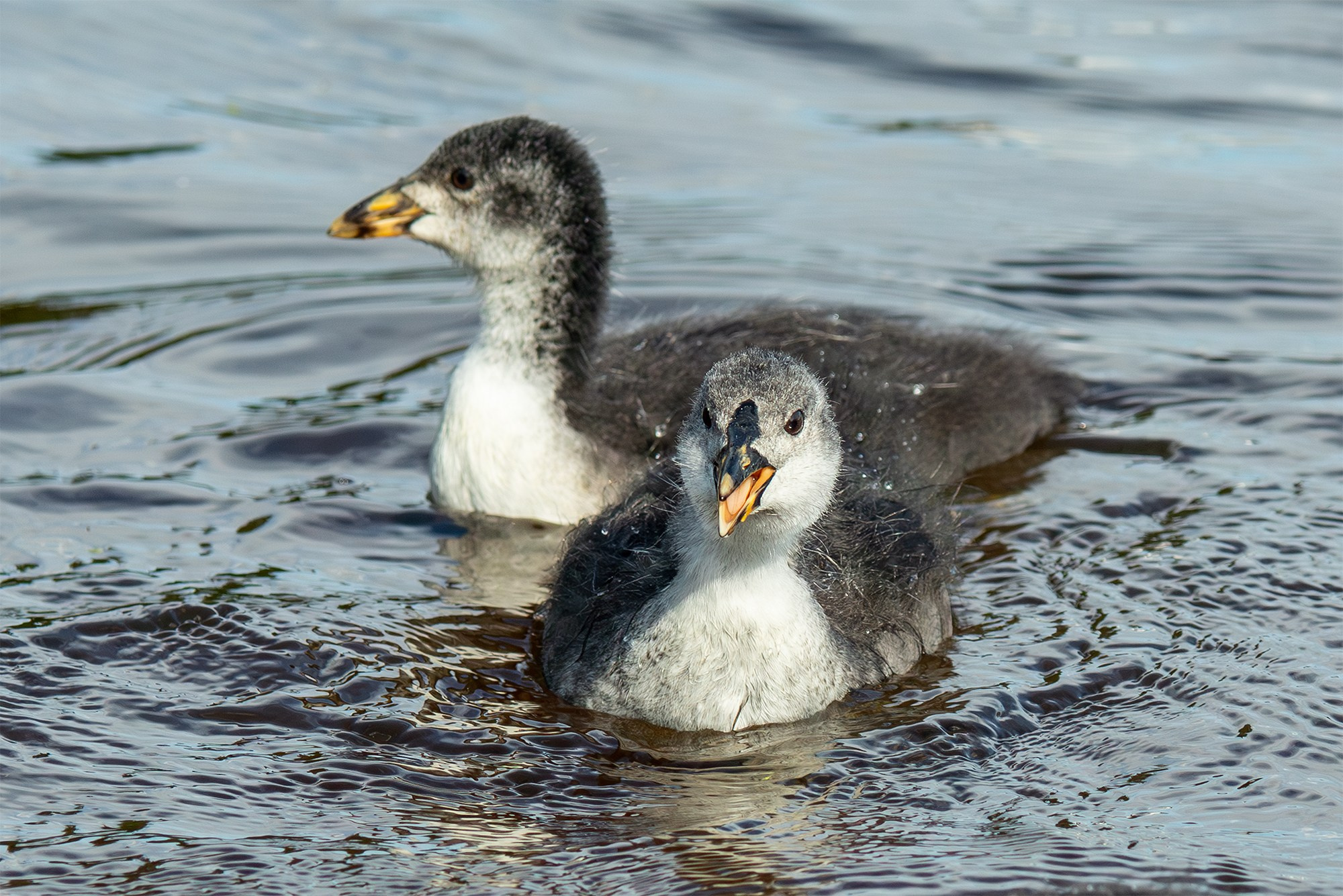 Удивительные мир птиц. Вокруг нас столько прекрасного — присмотритесь!. Ваш личный фотограф Марина Волкова