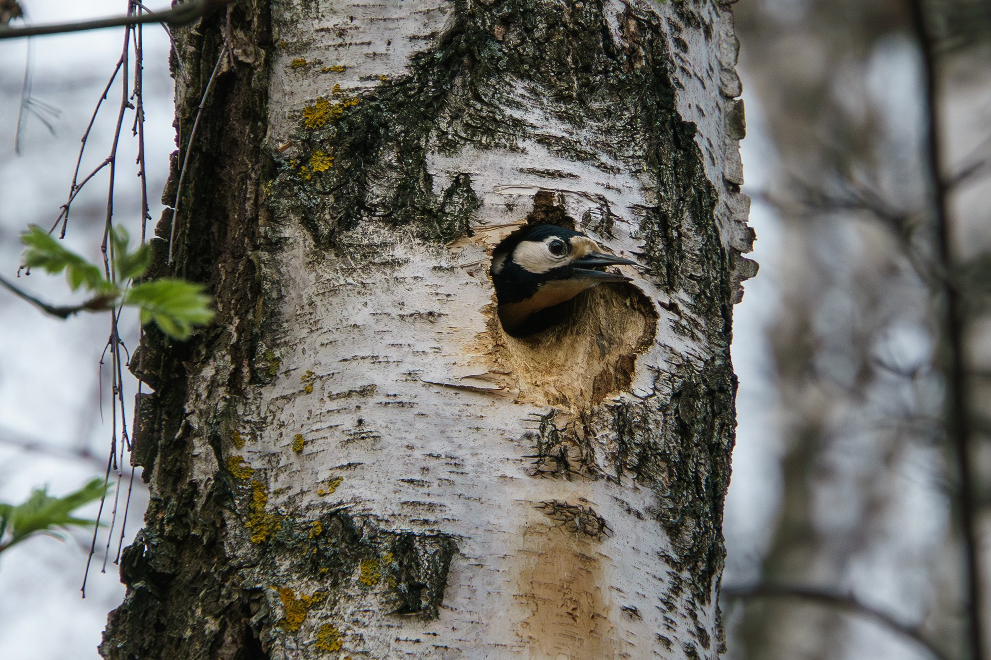 Удивительные мир птиц. Вокруг нас столько прекрасного — присмотритесь!. Ваш личный фотограф Марина Волкова