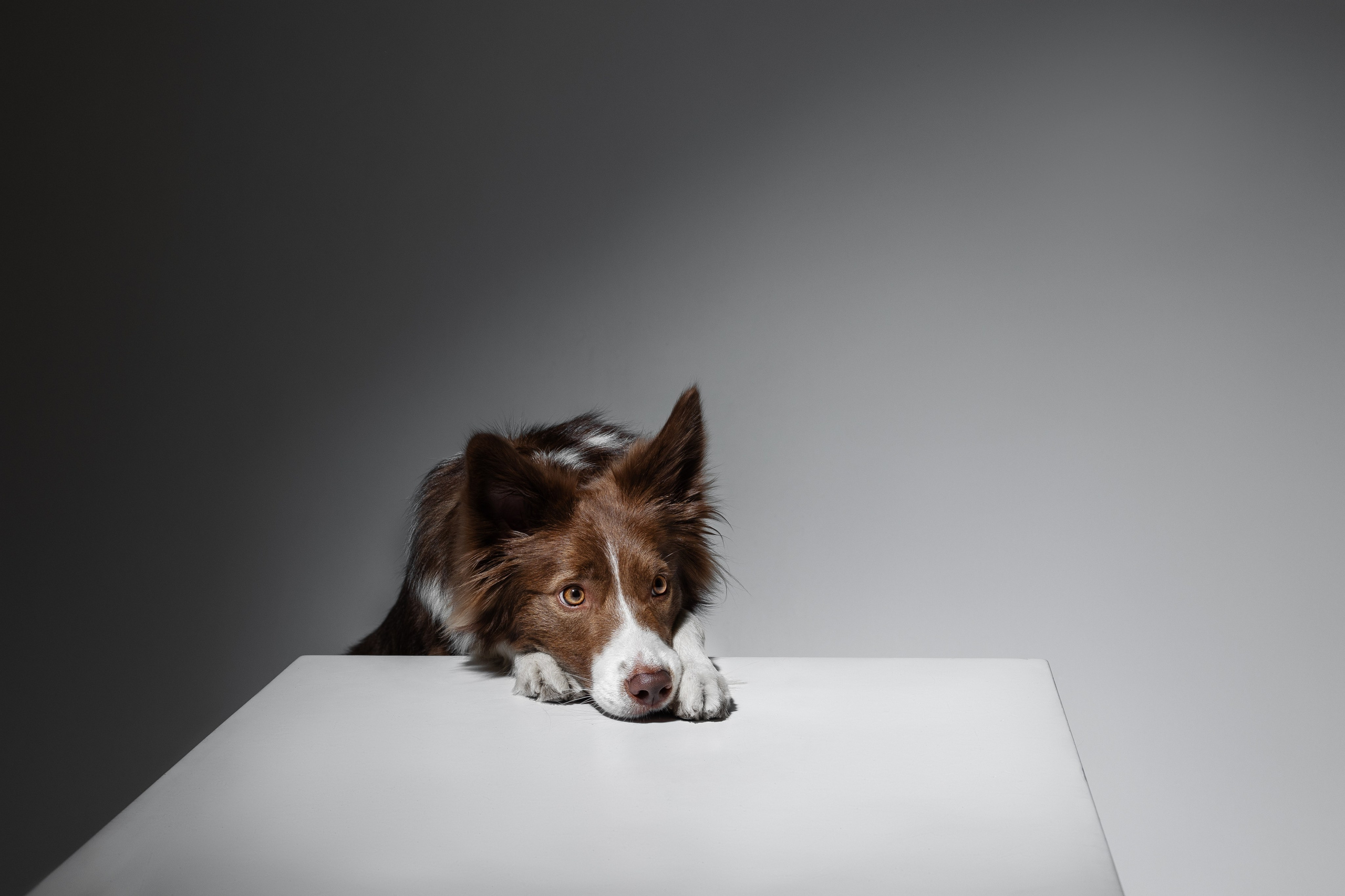 Фотосъемка собак в студии. Фотограф анималист в Москве Майорова Евгения