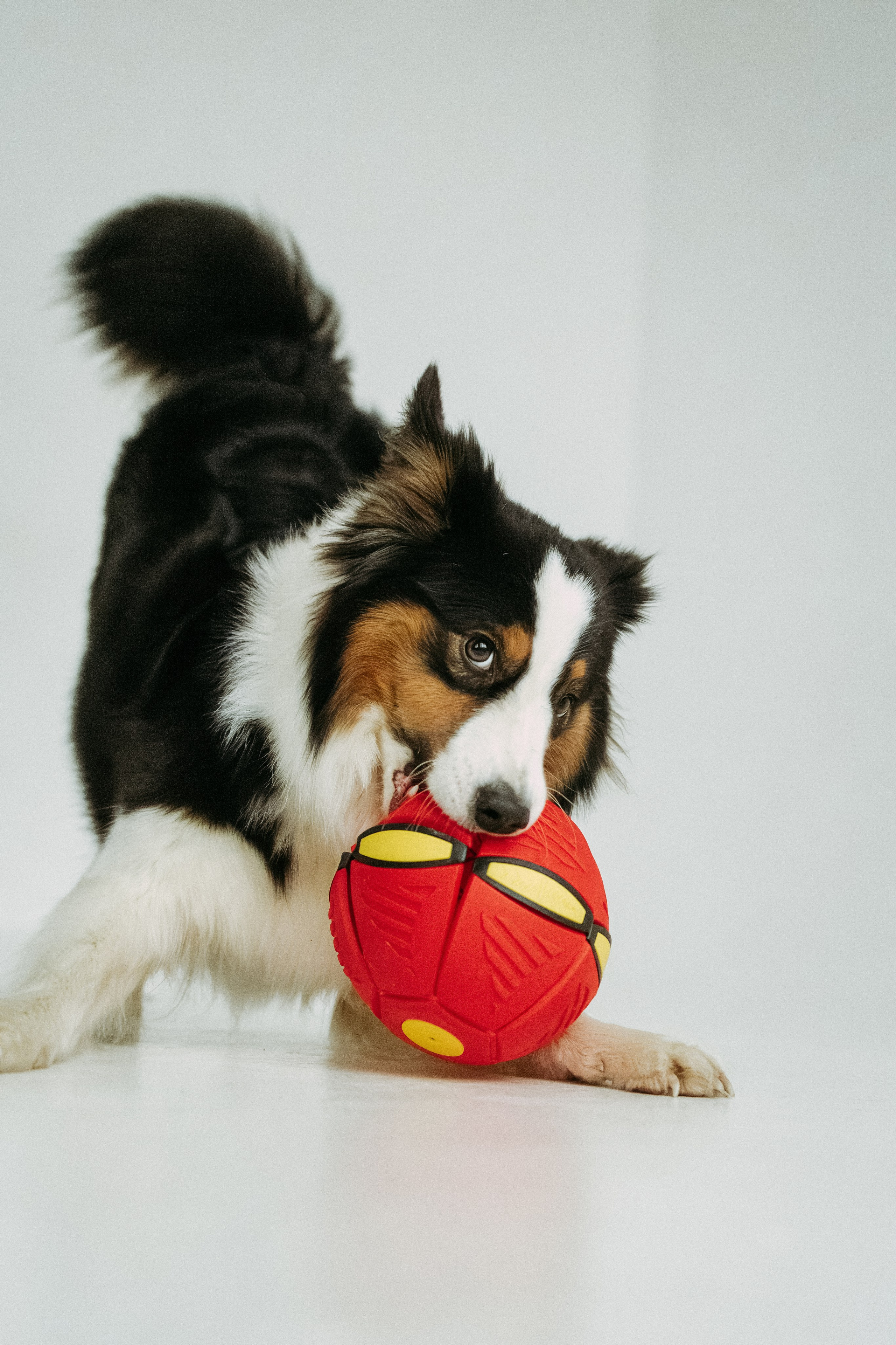 Мячи-попрыгуны. Фотораф — анималист Мария Шистка