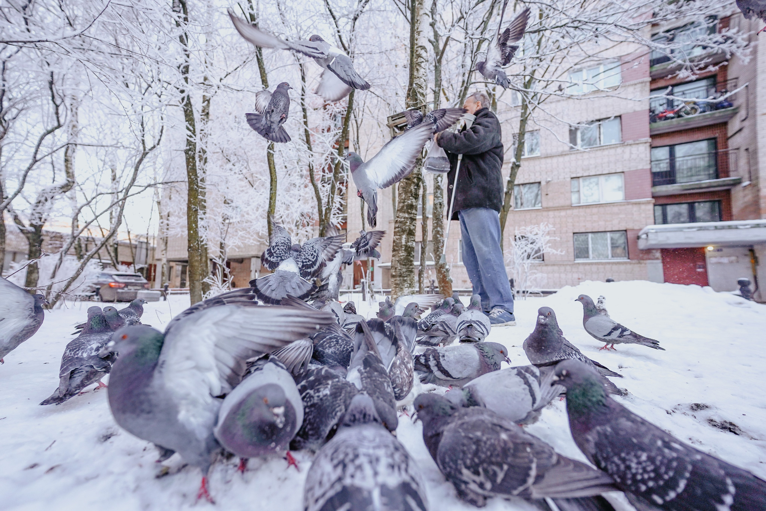 Пернатый психоз. Стрит-фотография, полная абсурда, идиотизма и красоты