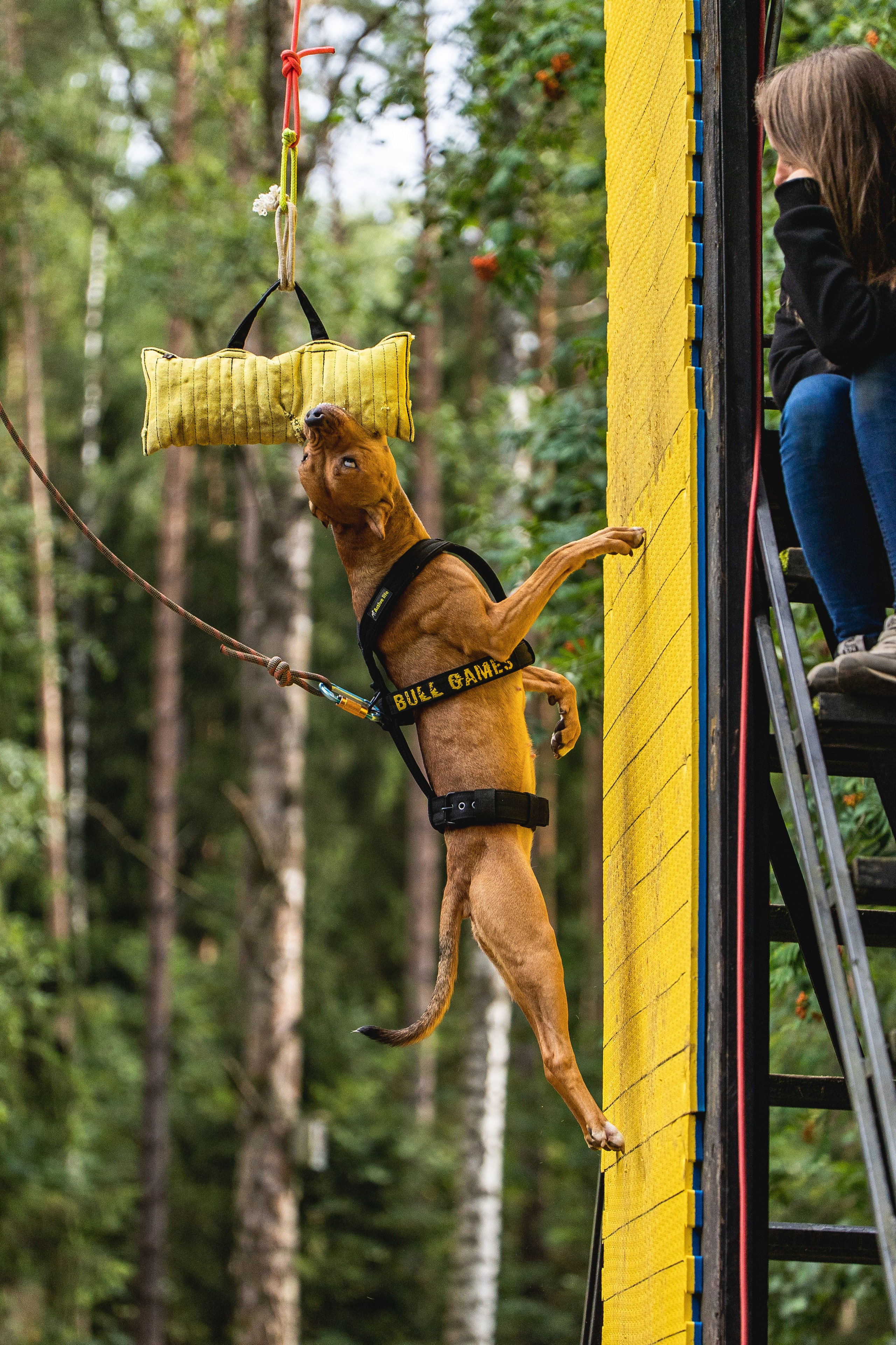 Питстафф-многоборье. Фотограф для людей и их питомцев Вика Шальнева
