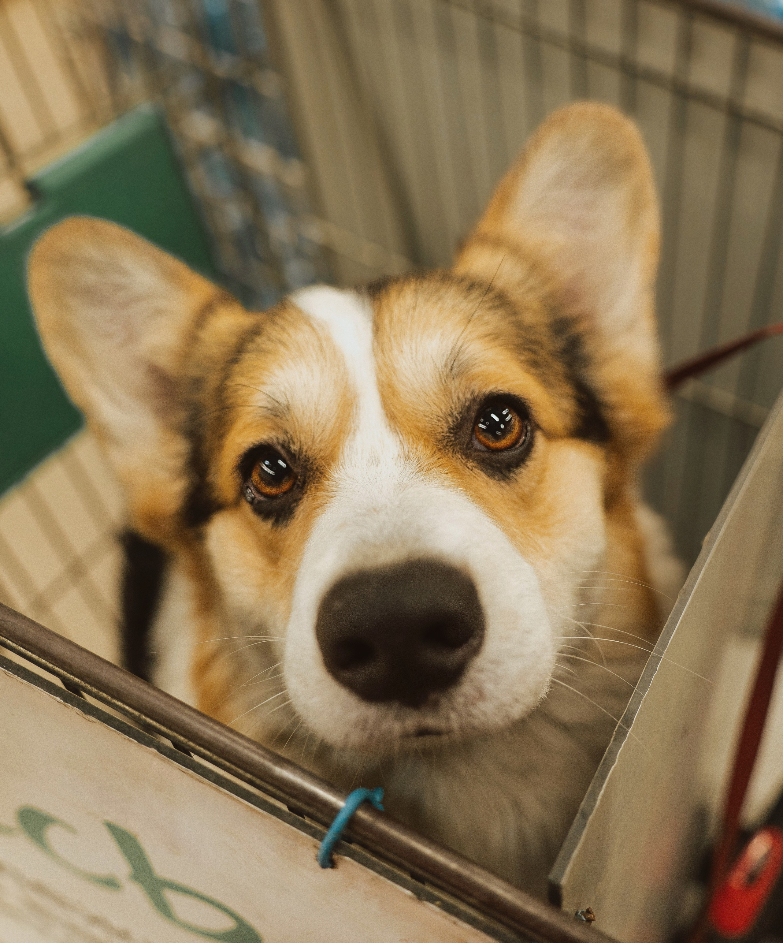 Один дома. Семейный фотограф анималист г. Находка