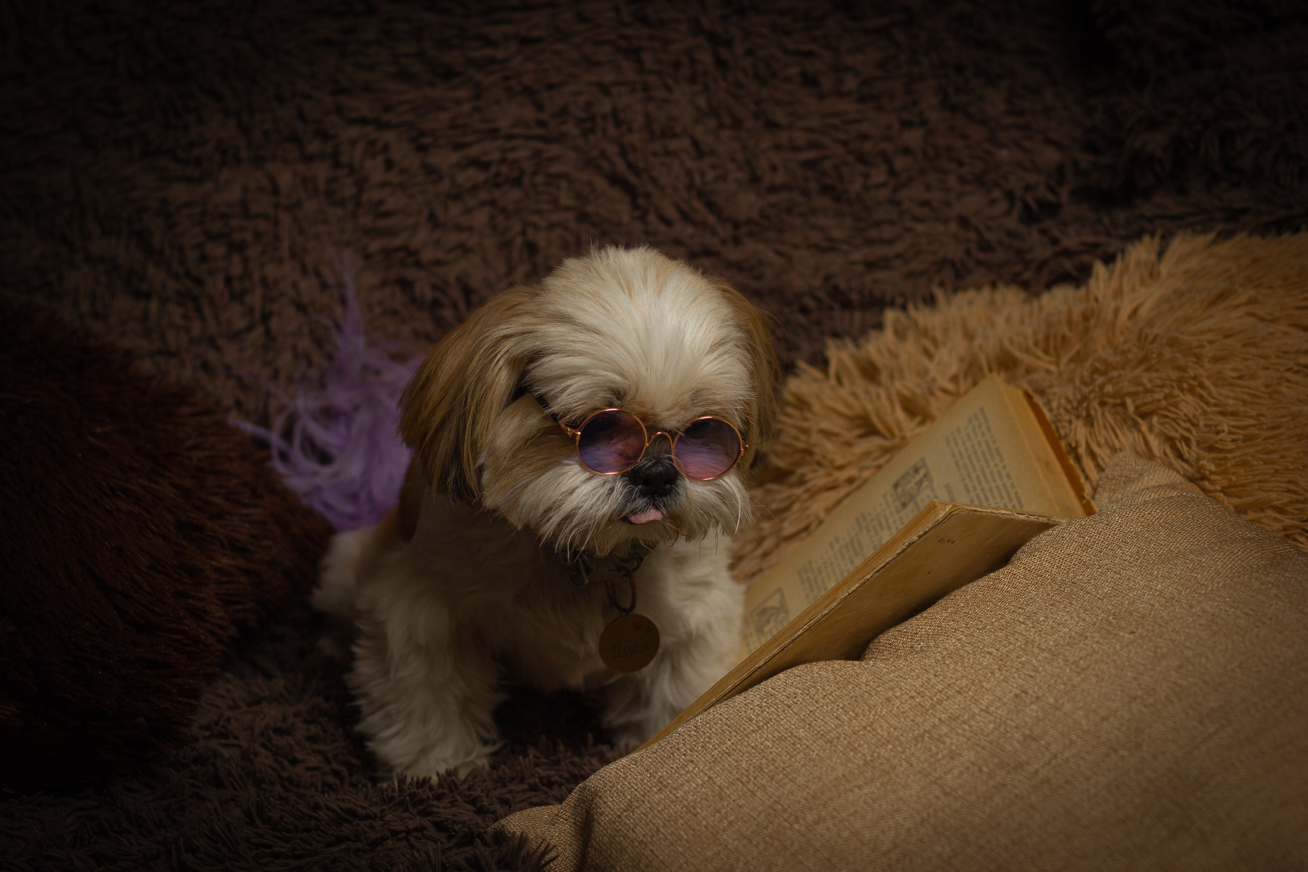 Фотосессии животных. Семейный, детский фотограф Екатеринбург Светлана Плотникова