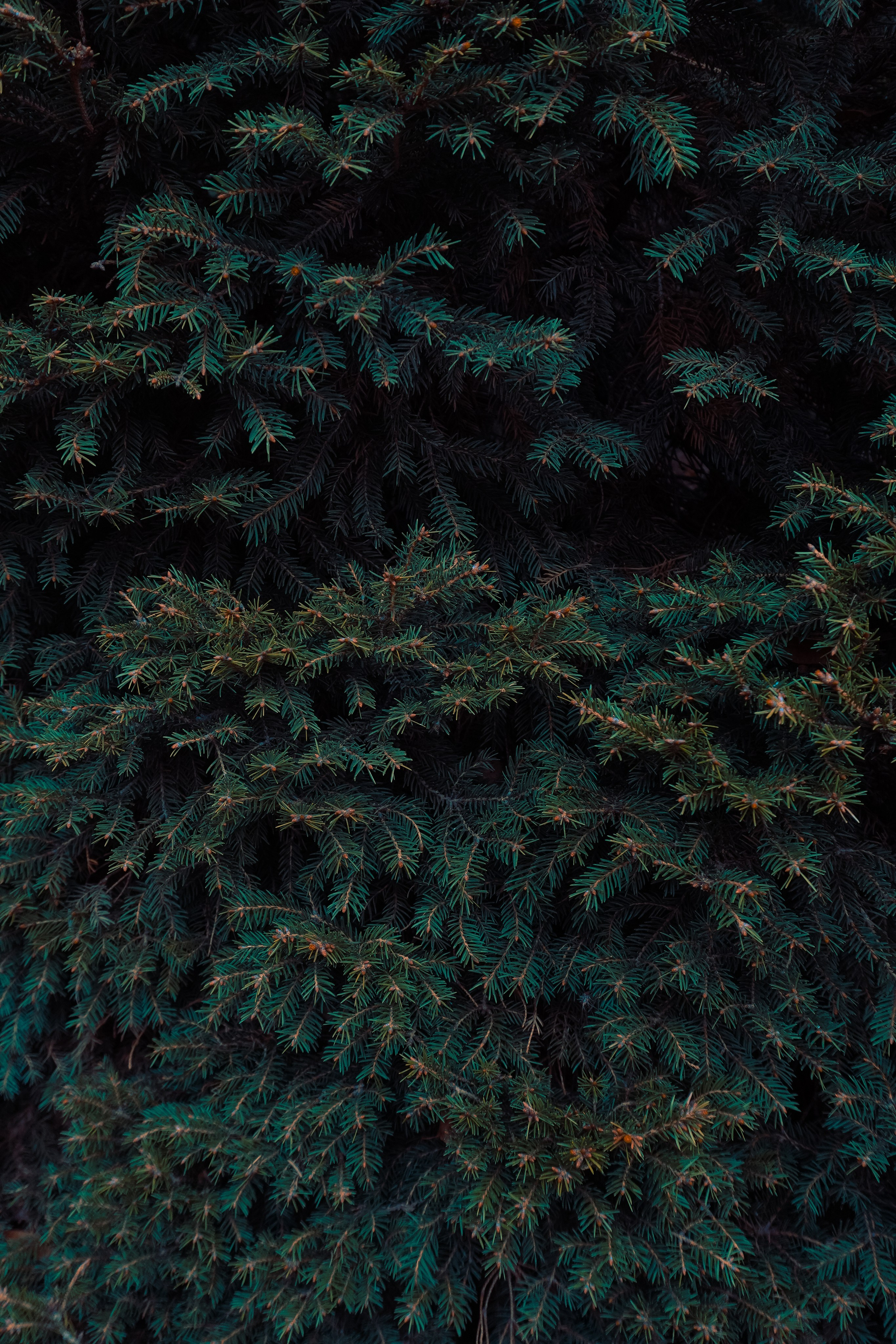 Ботанический сад. Фотограф Алиса Аспер