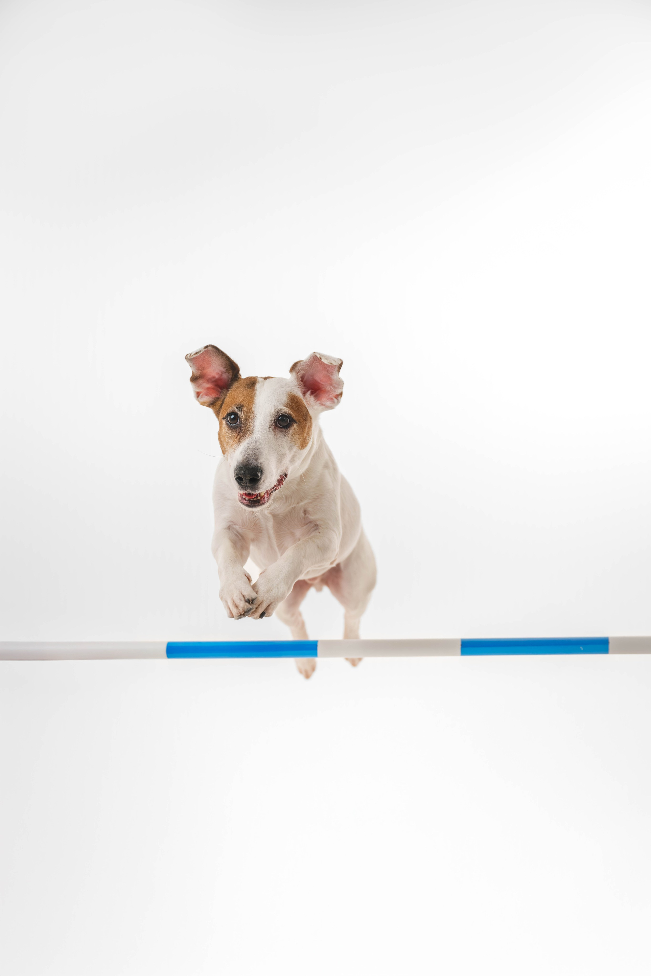 Джек Рассел. Фотограф Анималист в Москве Анастасия Жучкова