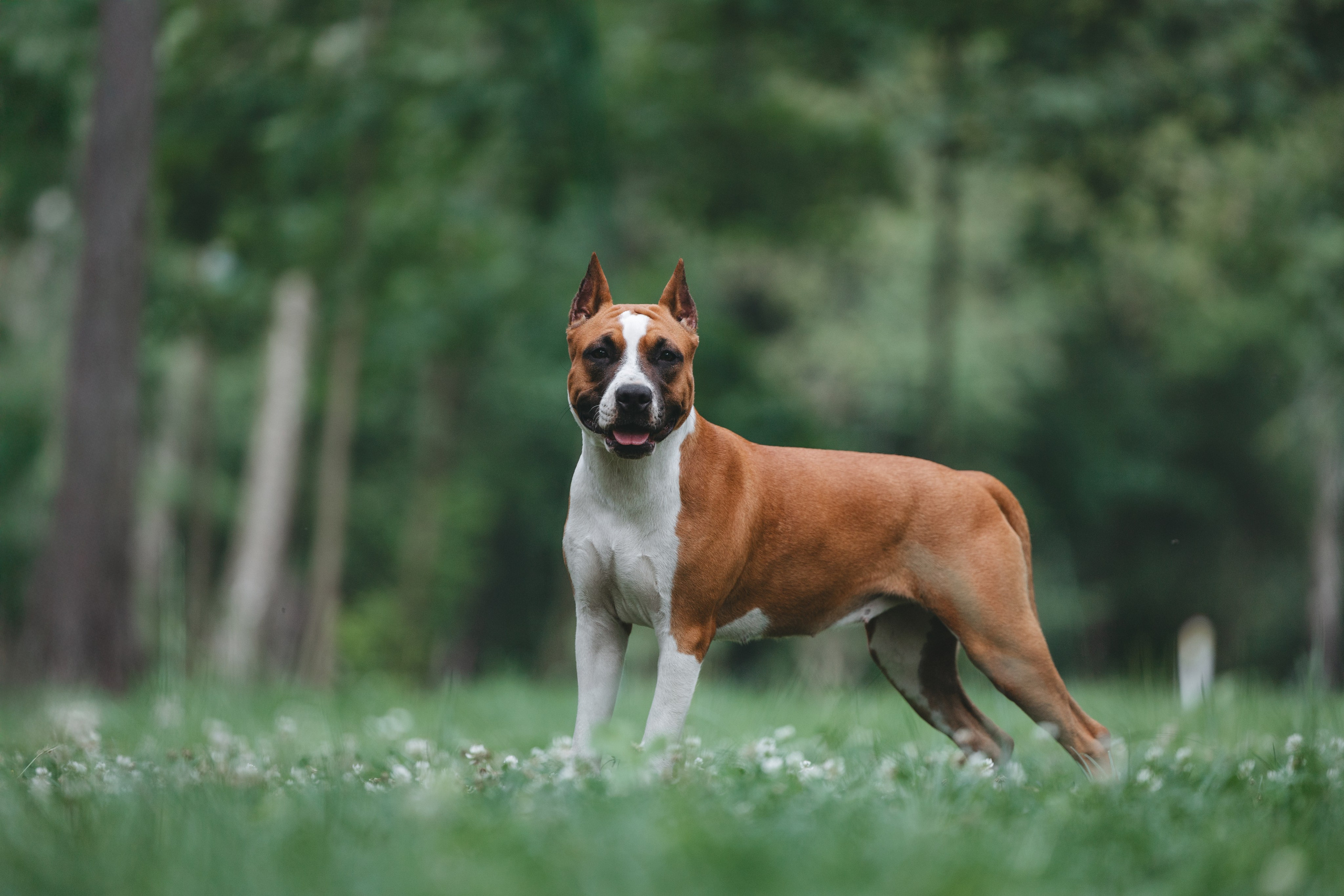 Американский стаффордширский терьер. Фотограф Анималист в Москве Анастасия Жучкова
