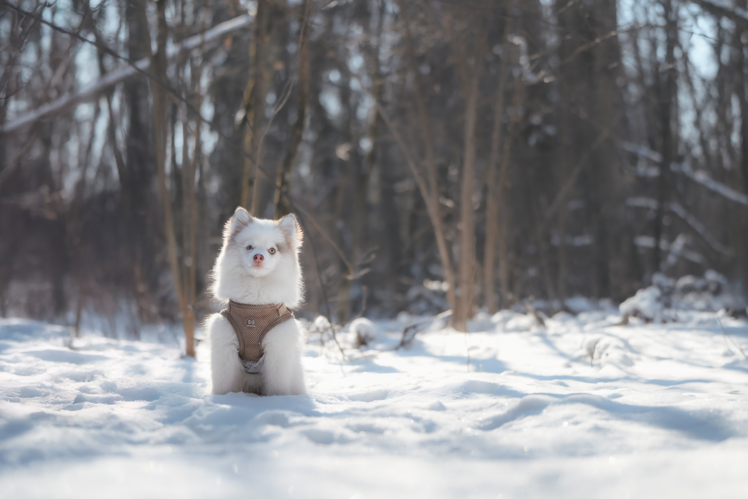 4 щенка помски. Прогулка в лесу. Фотограф Анималист в Москве Анастасия Жучкова