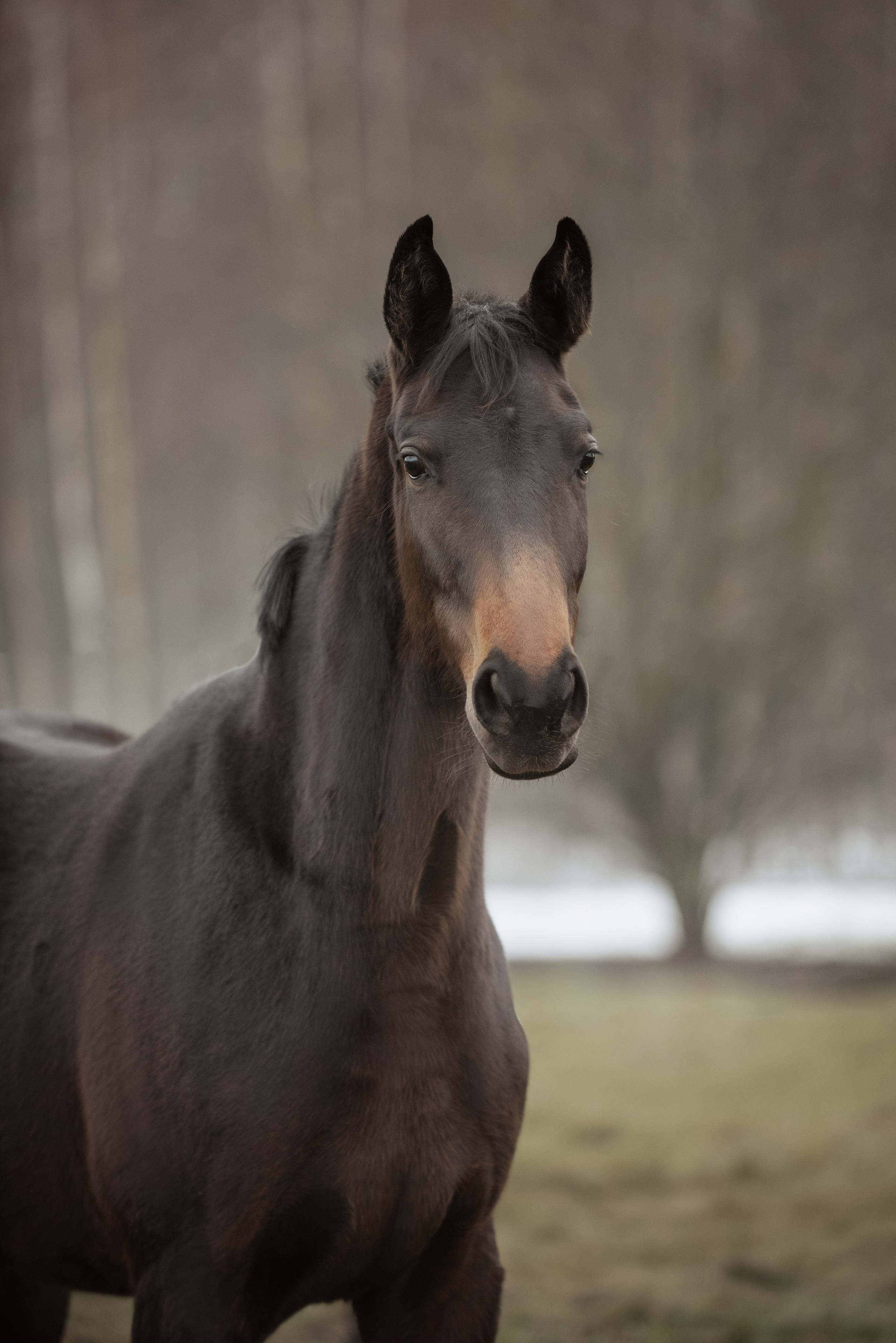 Мелкаши ЮНА. Куракина Дарья • Конный фотограф