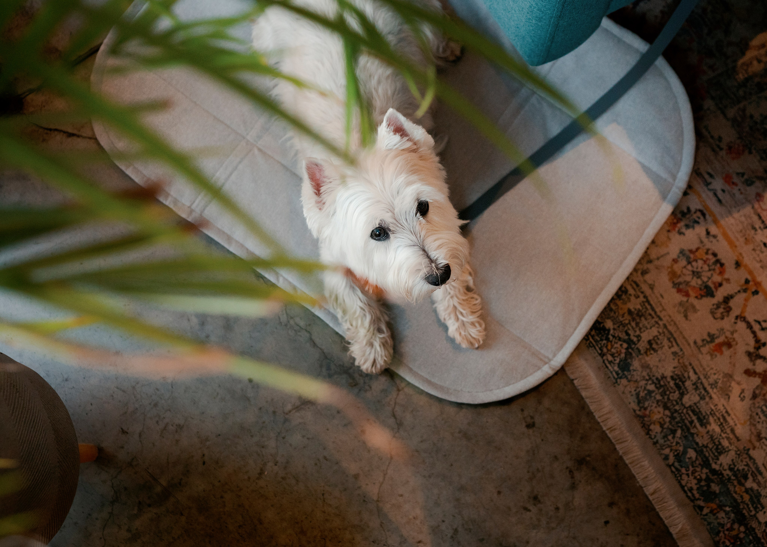 Bow-Wow. Фотограф- анималист Александра Матвеева