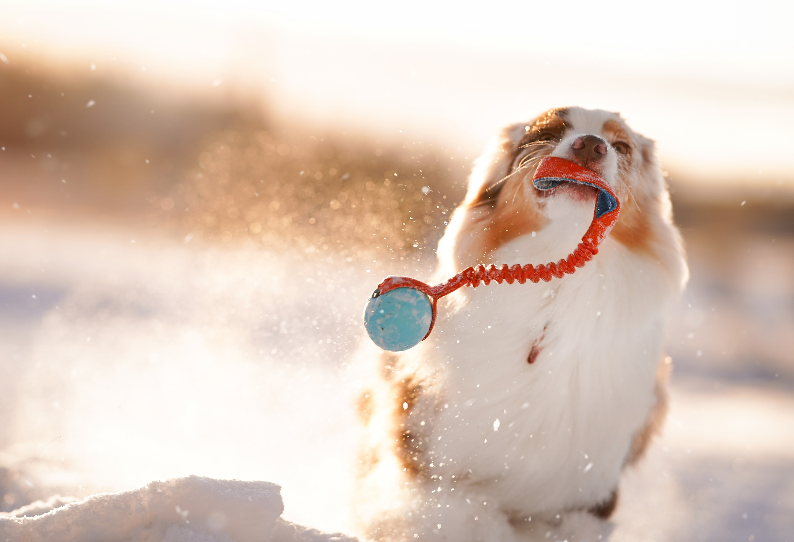 Панда и Юни Карелия. Фотограф-анималист в Санкт-Петербурге Яна Мартынова