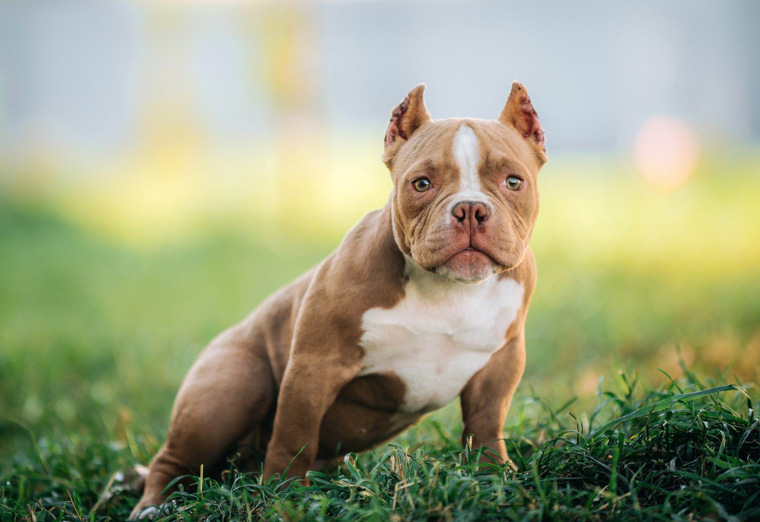 Американский булли щенки. Главная