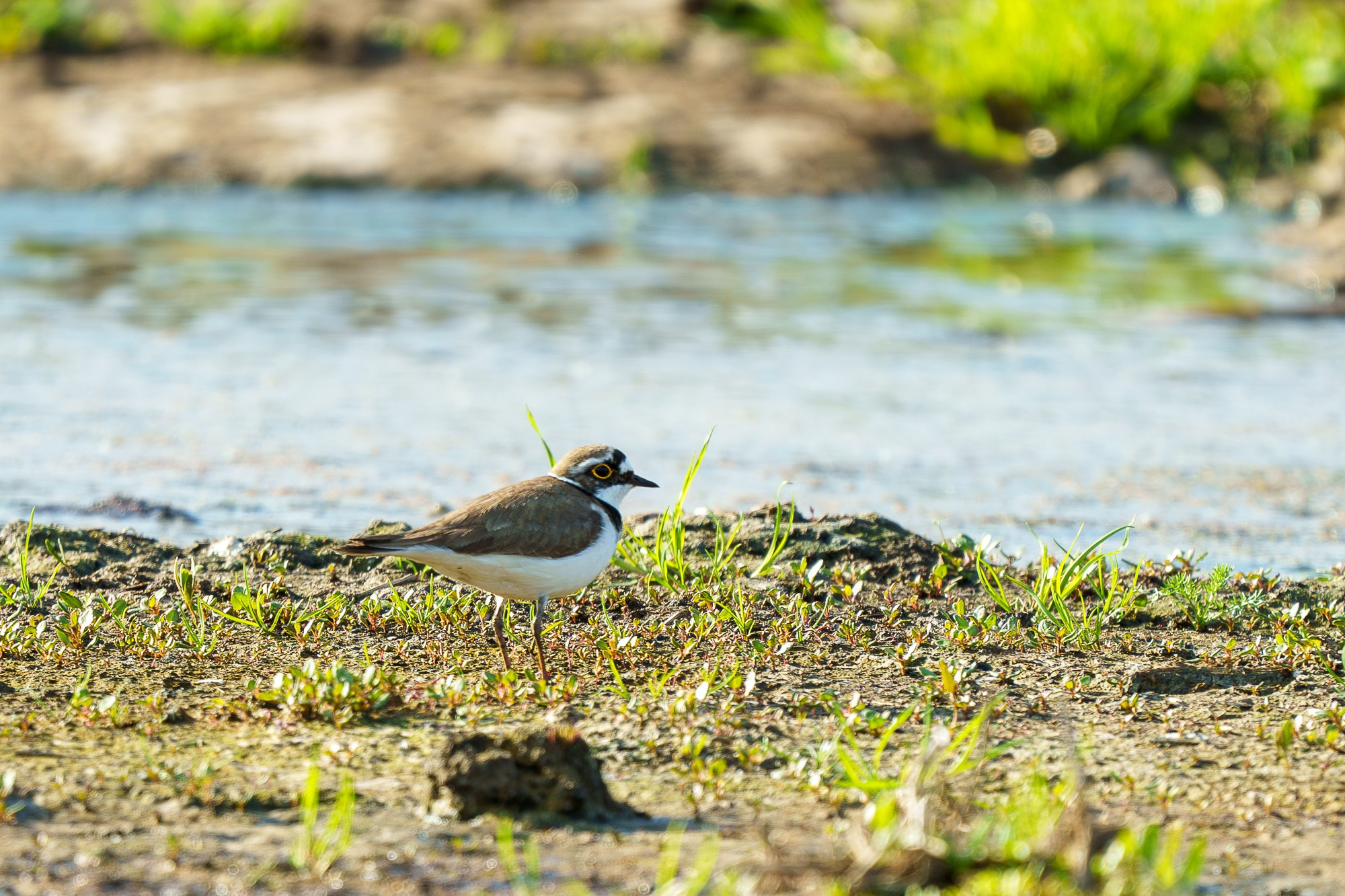 Удивительные мир птиц. Вокруг нас столько прекрасного — присмотритесь!. Ваш личный фотограф Марина Волкова