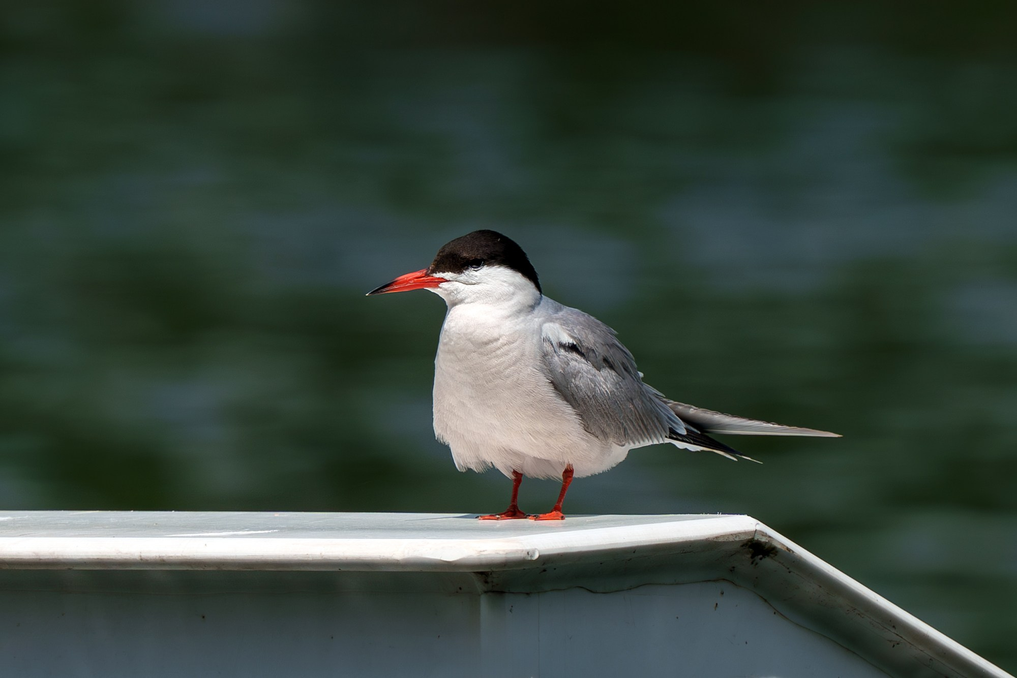Удивительные мир птиц. Вокруг нас столько прекрасного — присмотритесь!. Ваш личный фотограф Марина Волкова