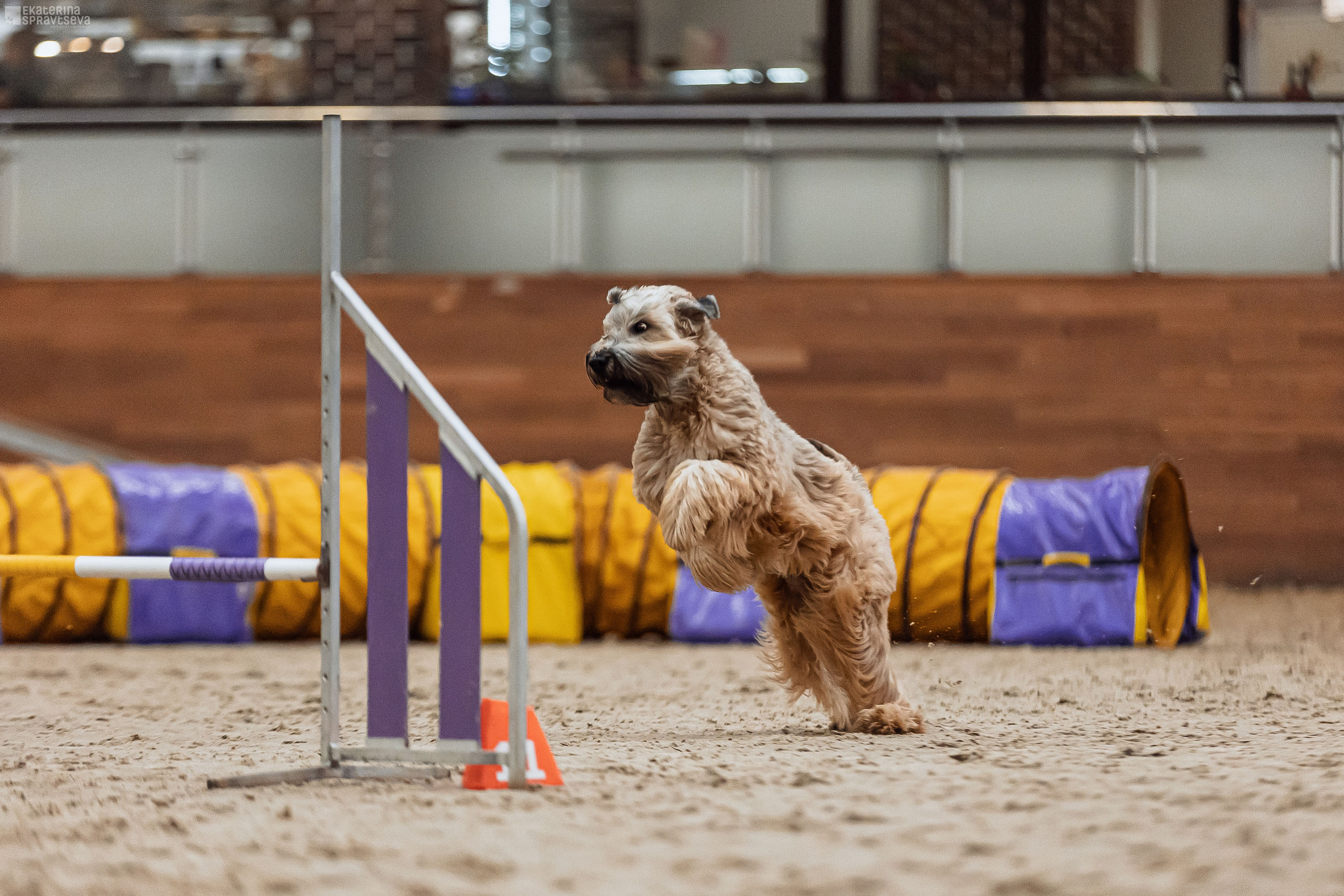 ЧРКФ Аджилити в Максима. Фотограф Анималист Екатерина Справцева в Нижнем Новгороде