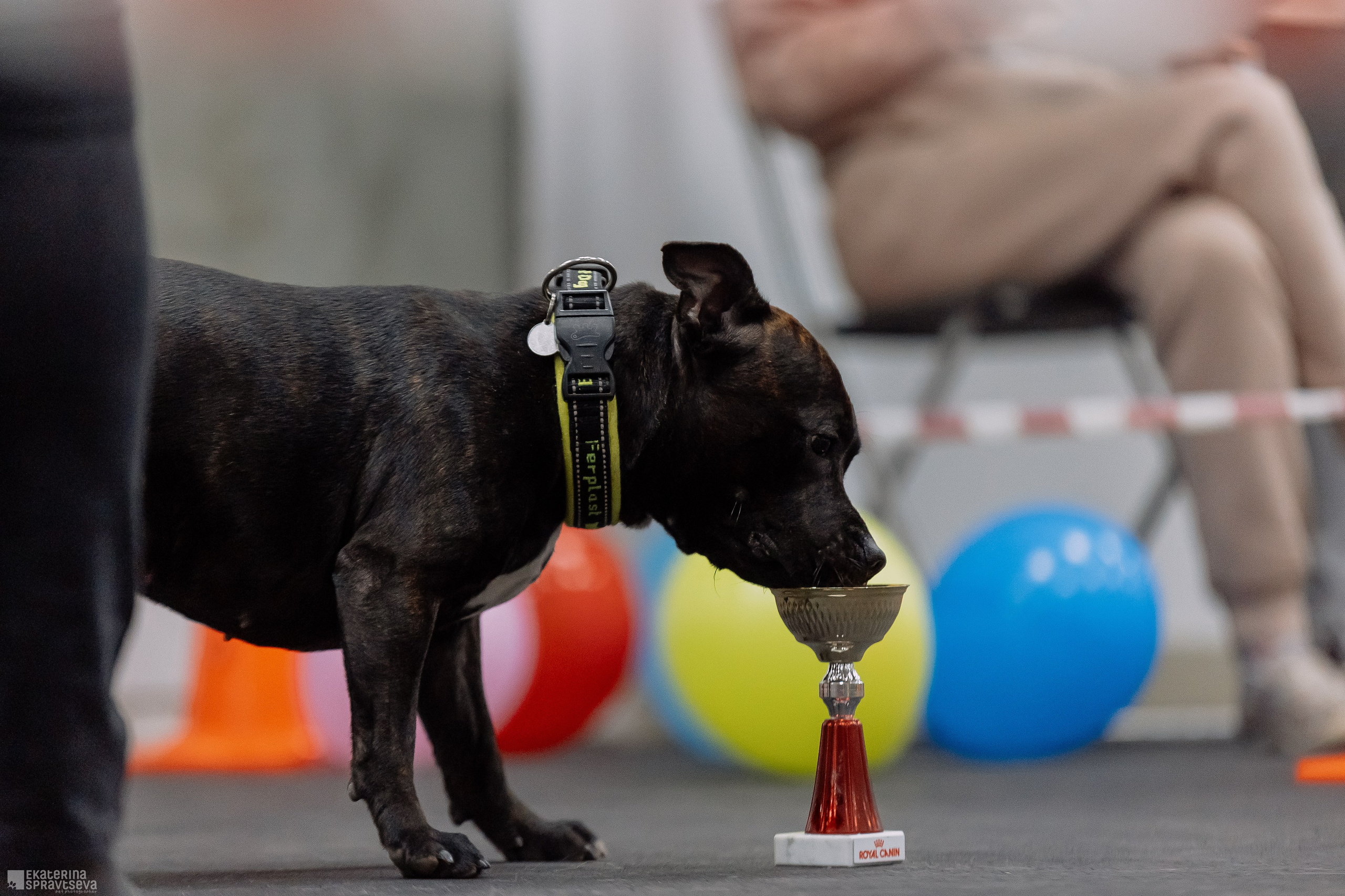 Праздник NoseWork. Фотограф Анималист Екатерина Справцева в Нижнем Новгороде