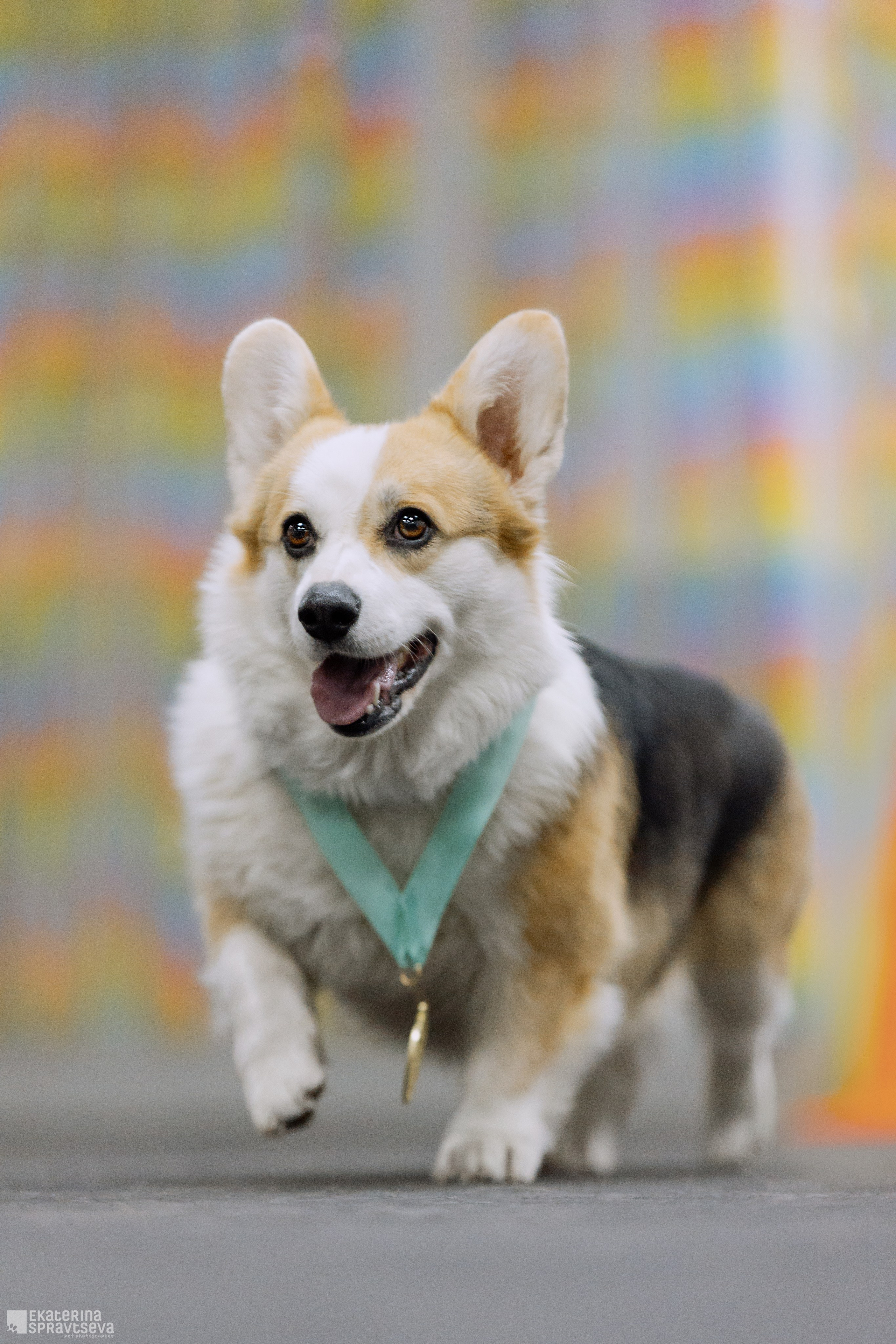 Праздник NoseWork. Фотограф Анималист Екатерина Справцева в Нижнем Новгороде